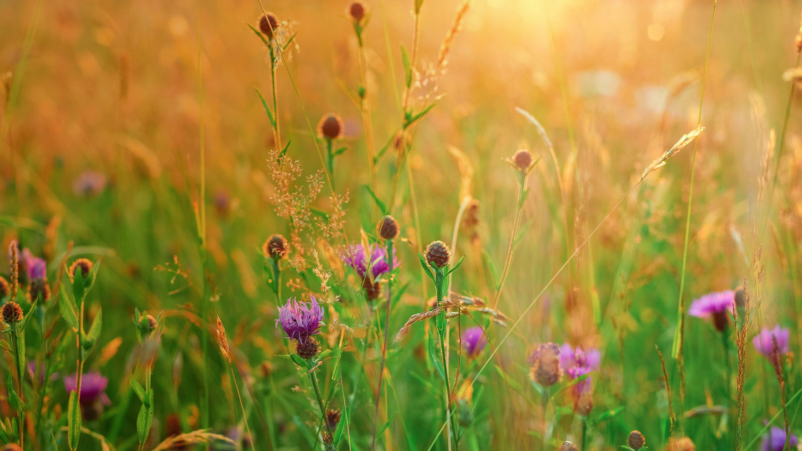 A beautiful wildflower meadow with purple flowers and green grasses bathed in warm sunlight