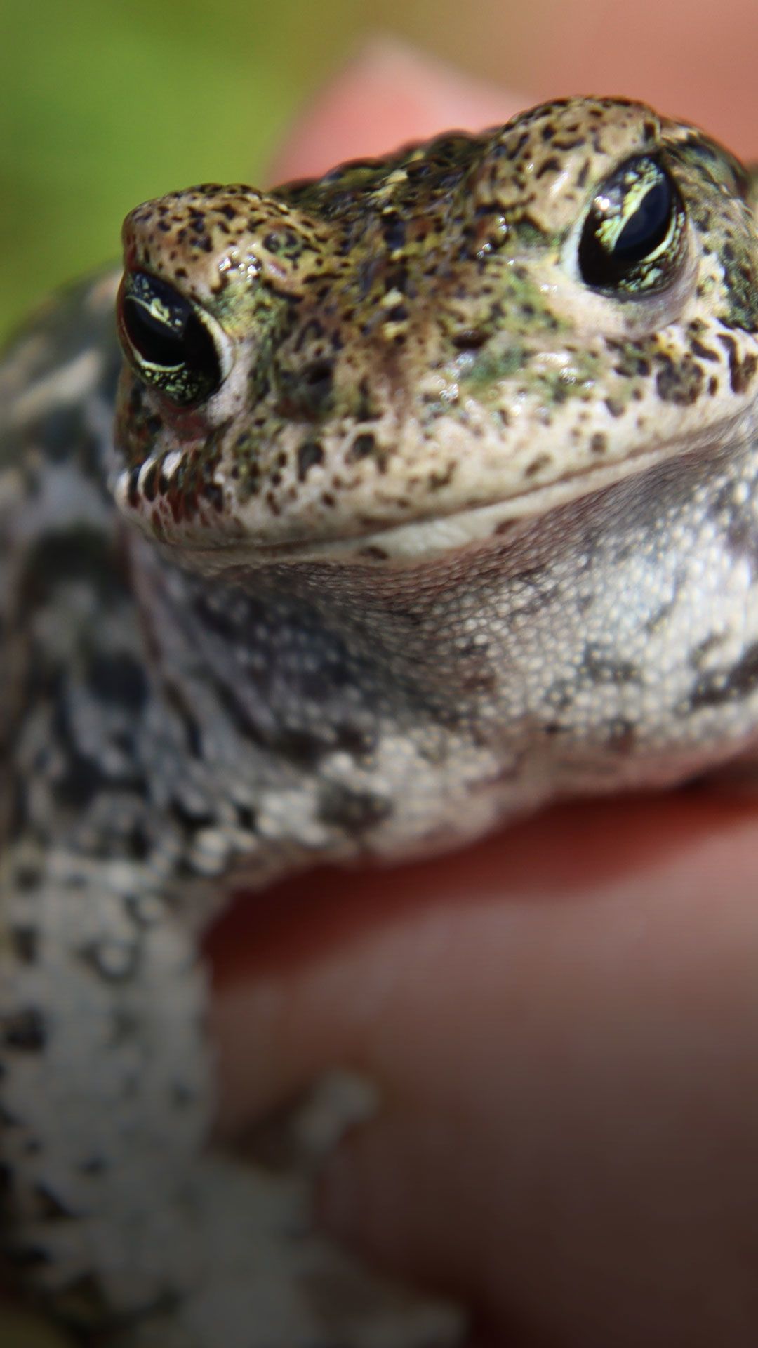 Close up of a natterjack toad