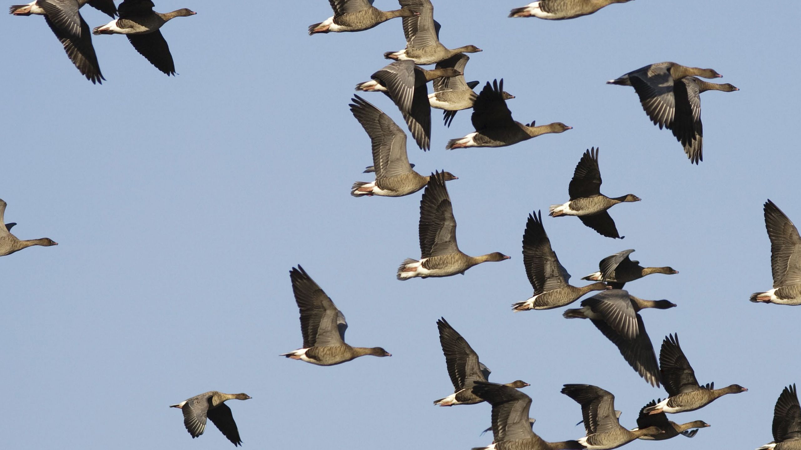 A flock of pink footed geese in flight against a blue sky