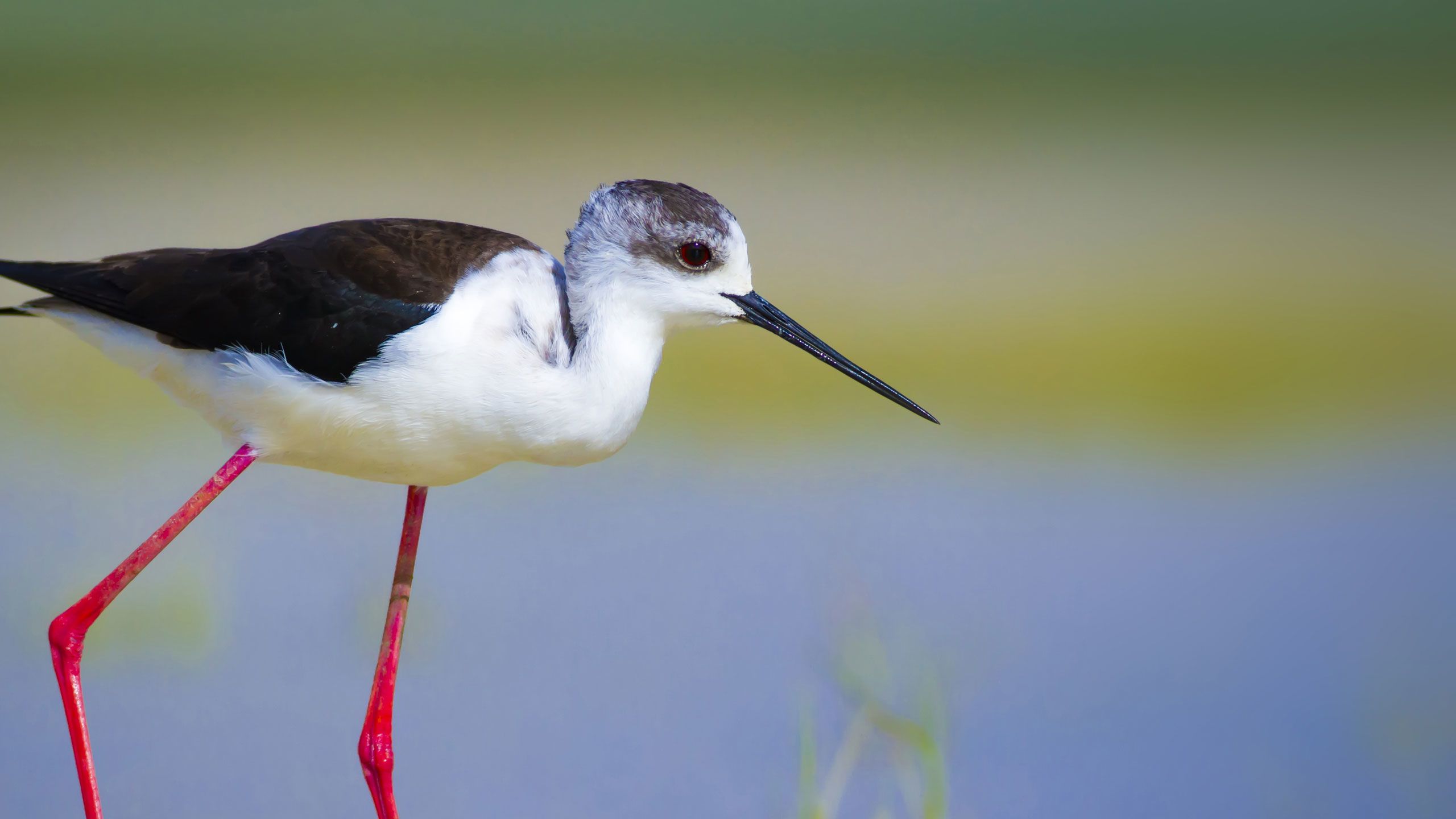 Colourful close-up of a black-winged stilt with its long, vibrant red legs