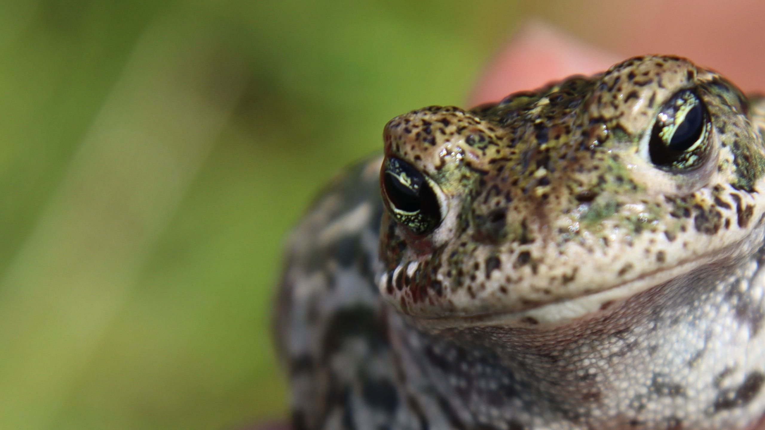 Close up of a natterjack toad