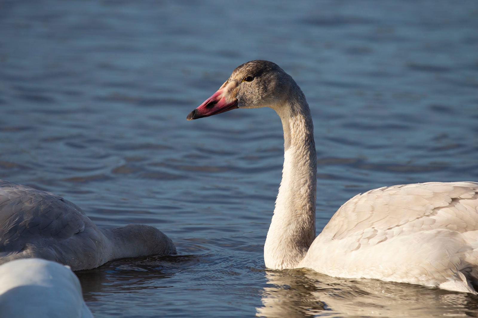 Close up of a young Bewick's swan