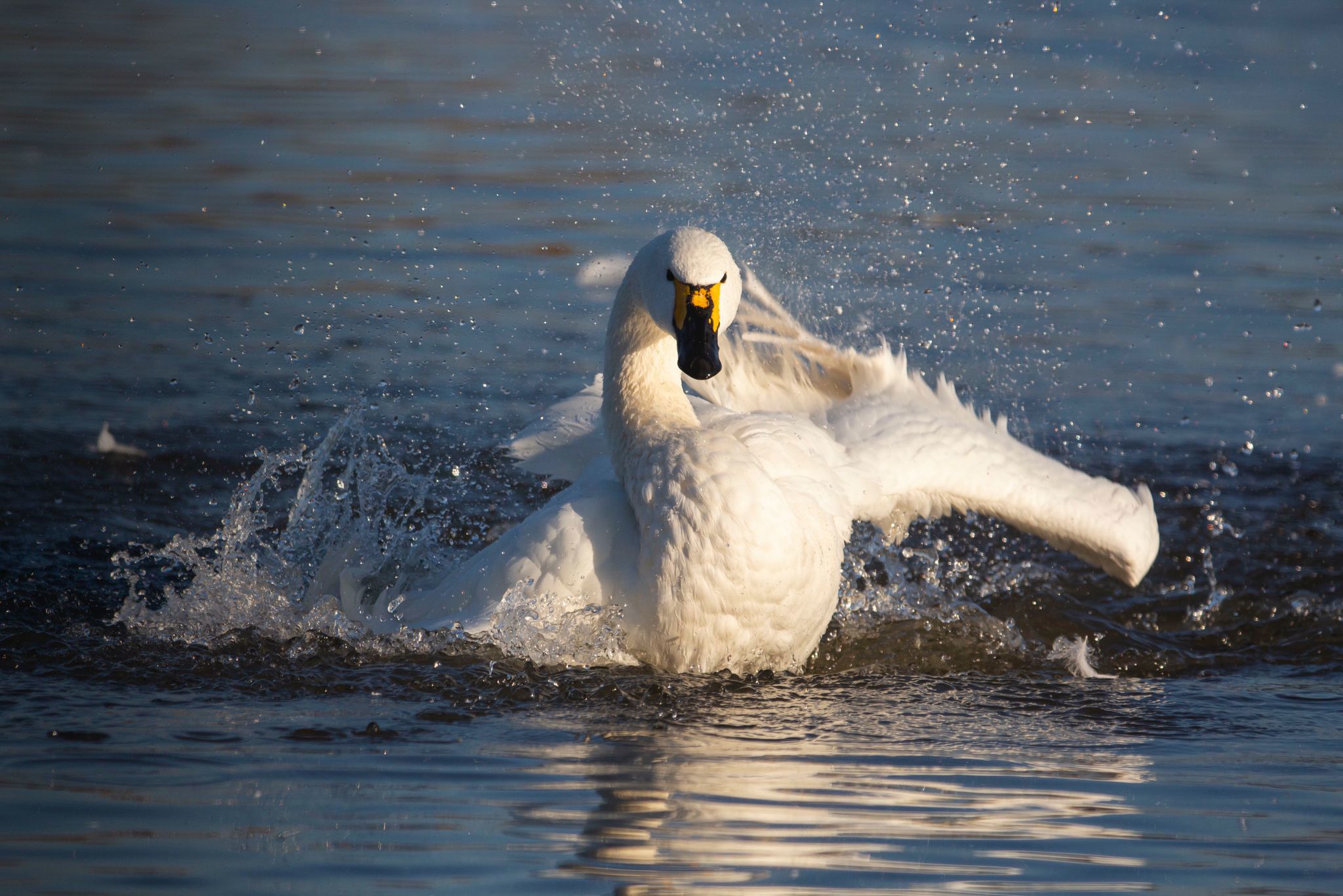 A Bewick's swan splashing in the water