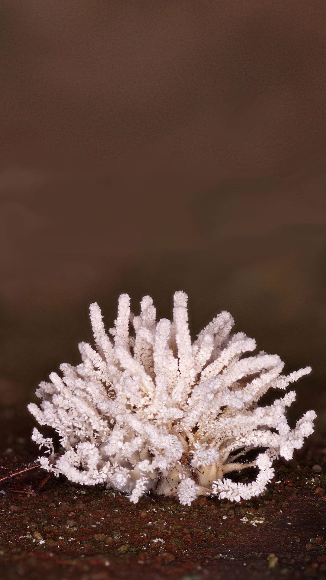 The fungus Gibellula Bangbangus with its bright white finger-like fronds on top of a spider, whose legs can be seen sticking out at the bottom