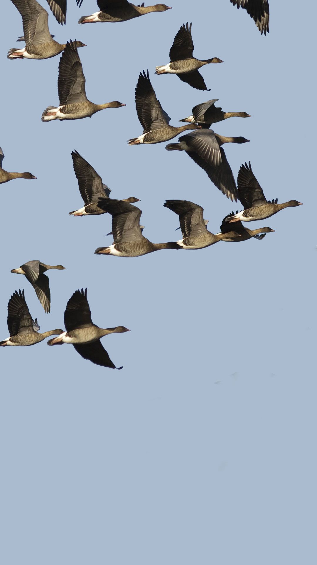A flock of pink footed geese in flight against a blue sky