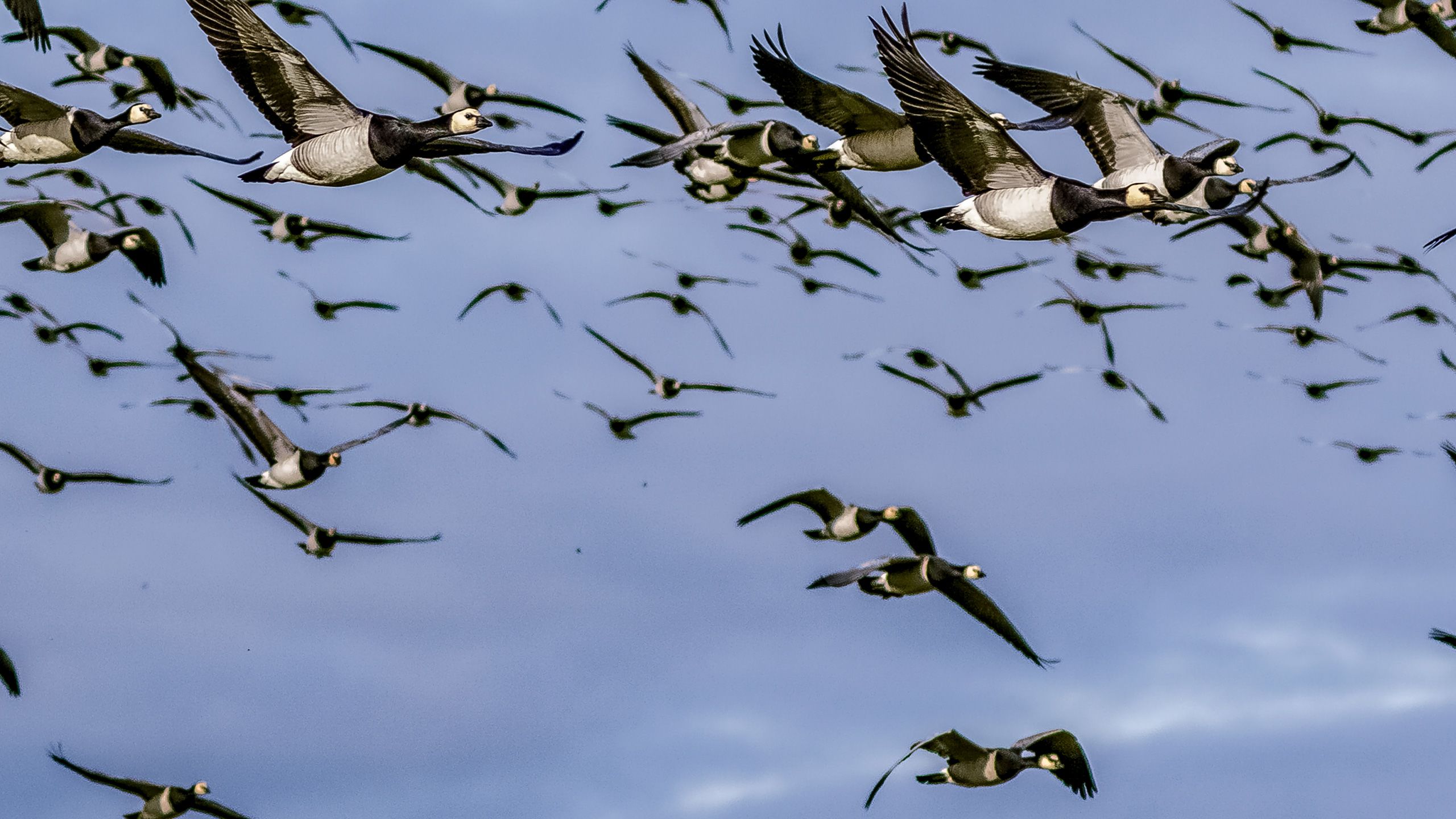 A flock of barnacle geese in flight against a blue sky