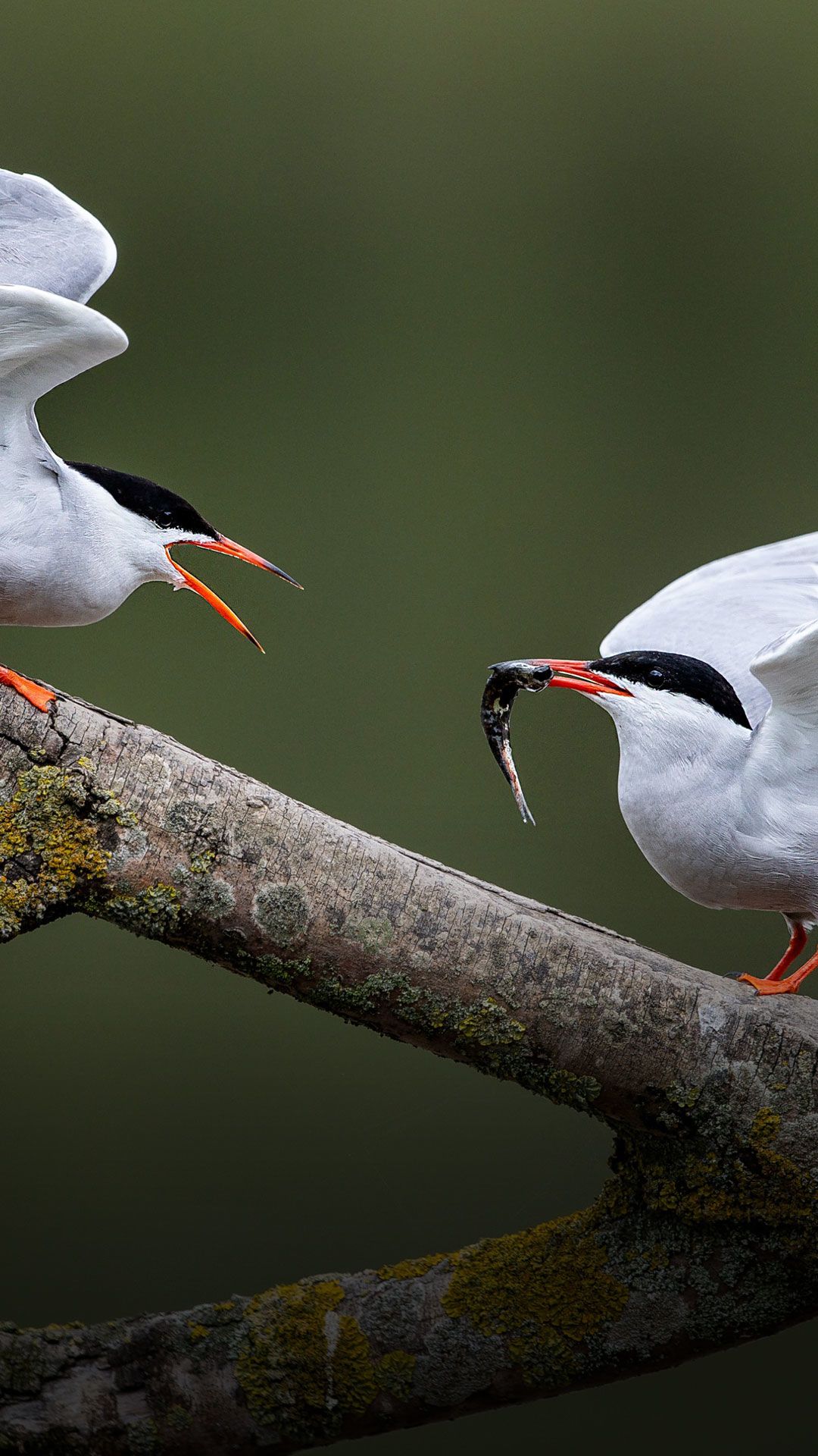Two common terns. One with a fish in its mouth.