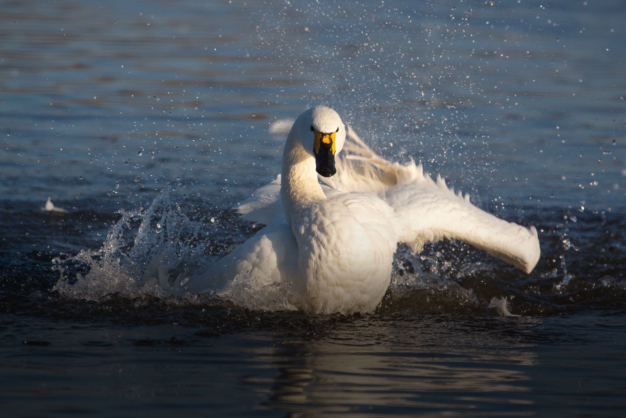 A Bewick's swan splashing in the water