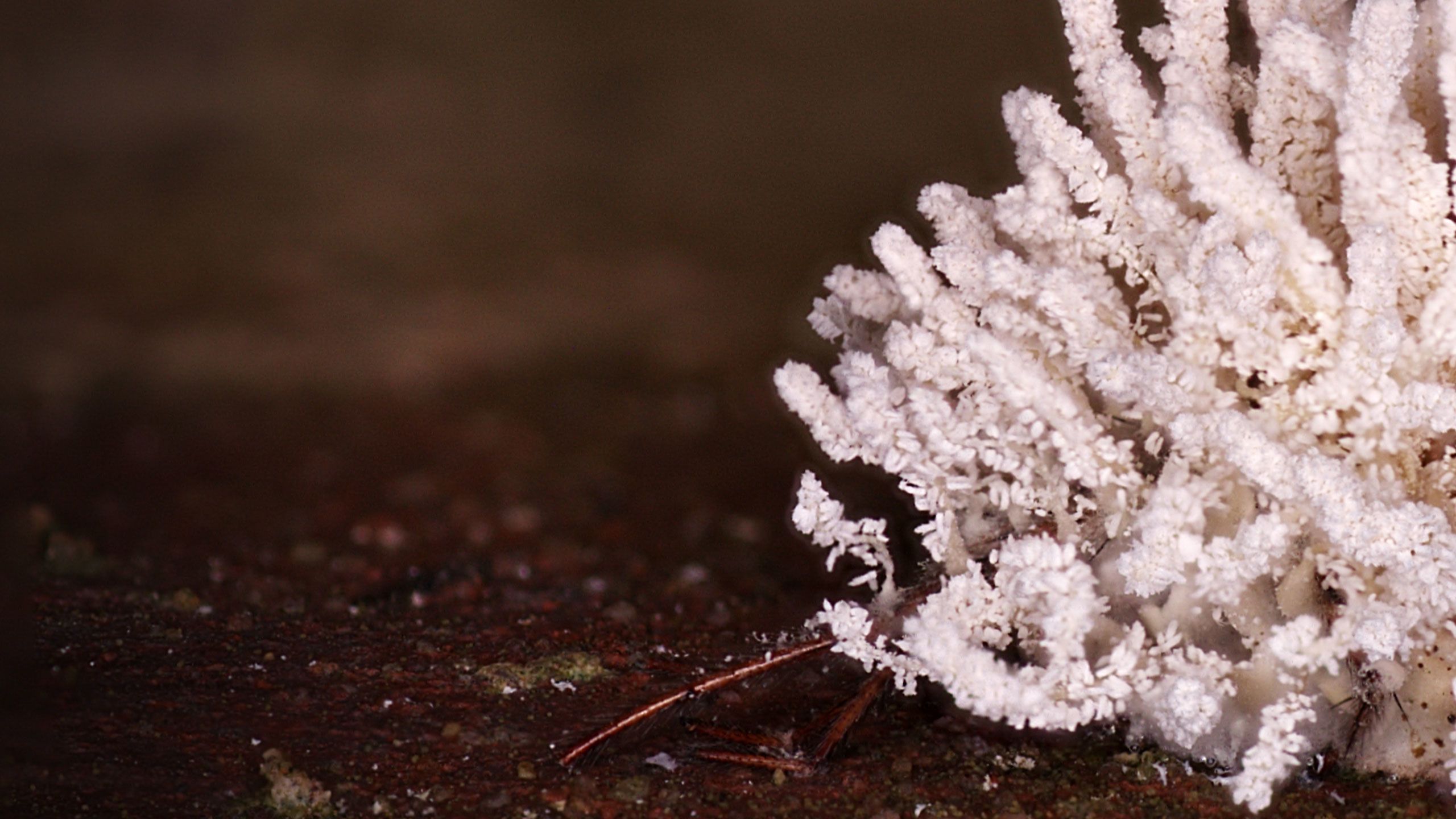The fungus Gibellula Bangbangus with its bright white finger-like fronds on top of a spider, whose legs can be seen sticking out at the bottom