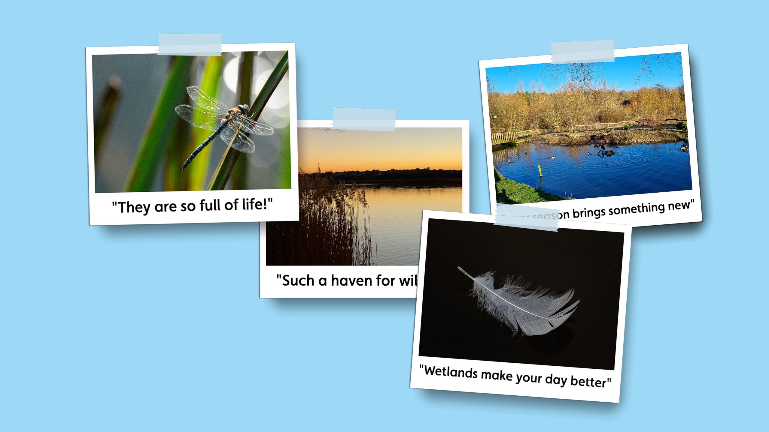 Polaroid picture of a dragonfly with the caption 'They are so full of life''