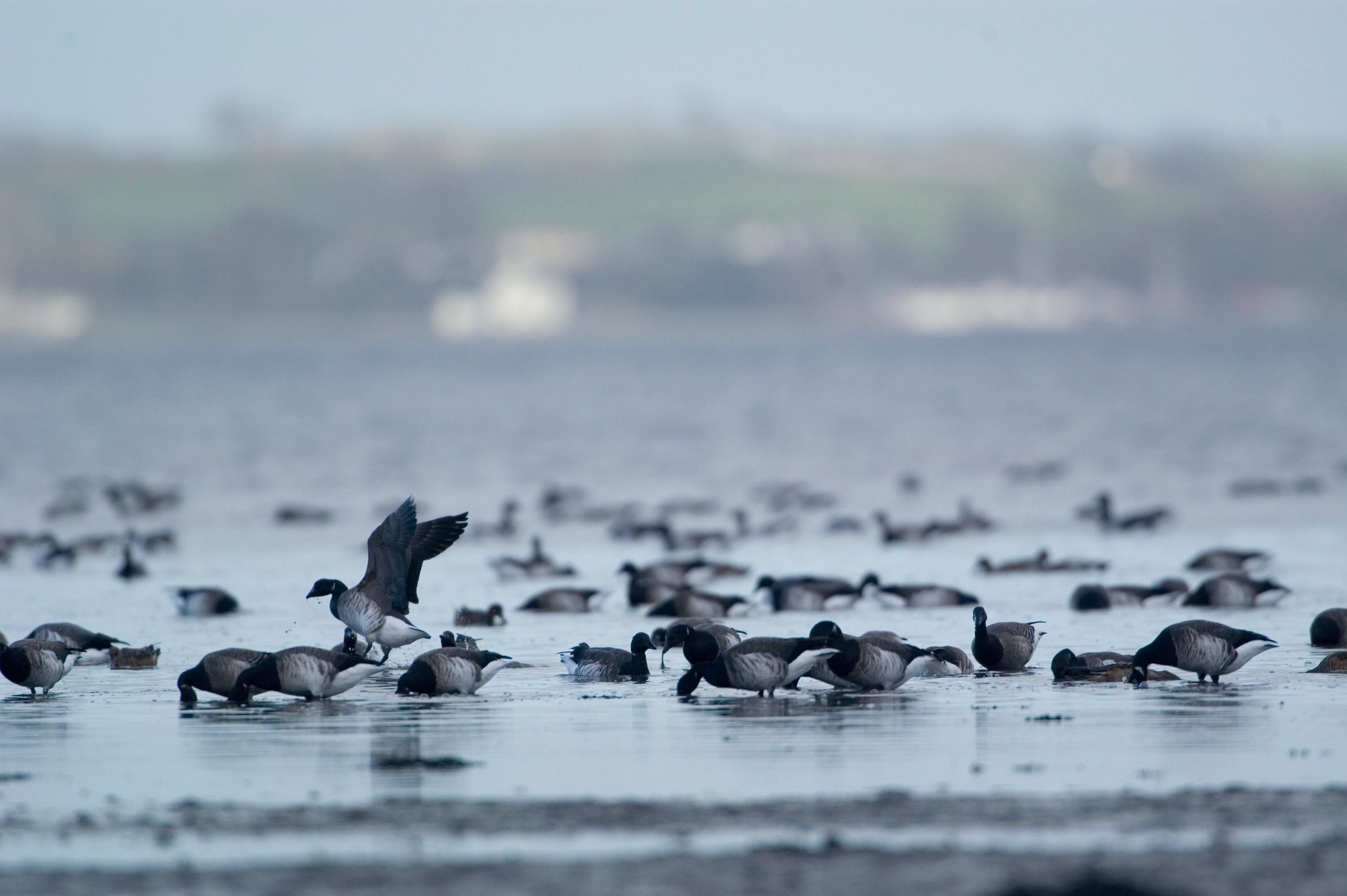 Flock of light-bellied brent geese feeding on eelgrass