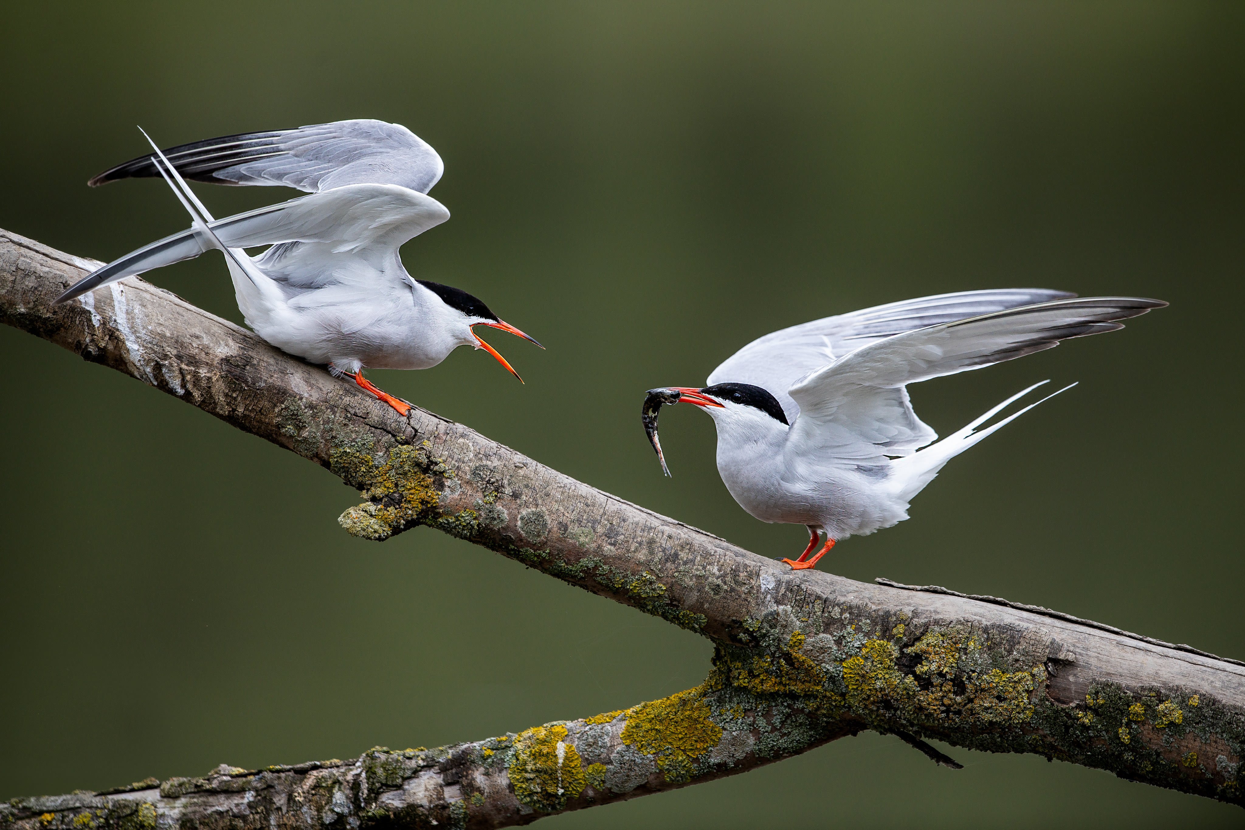 Two common terns. One with a fish in its mouth.