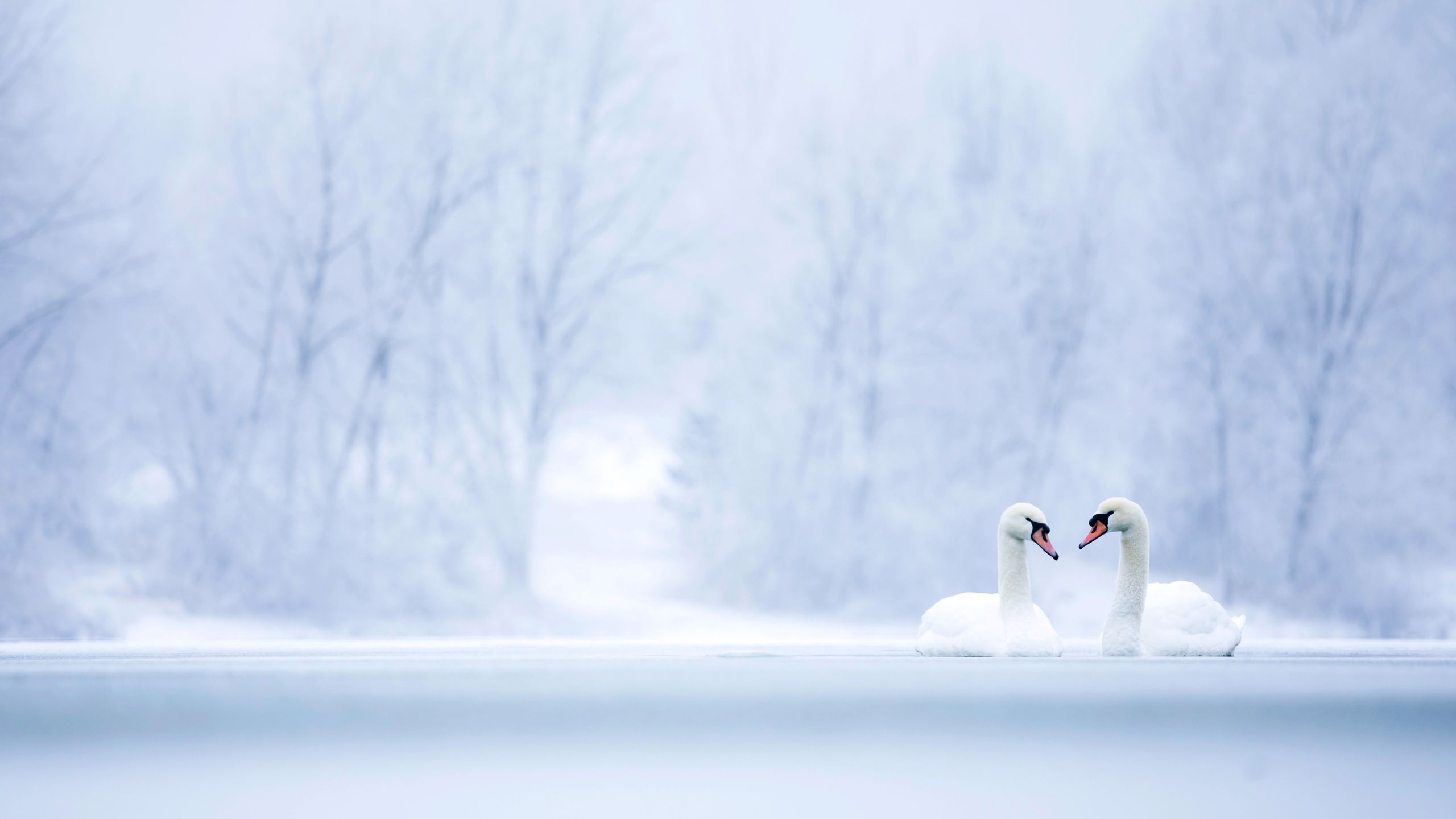 Two mute swans on a lake with a beautiful snowy, winter background