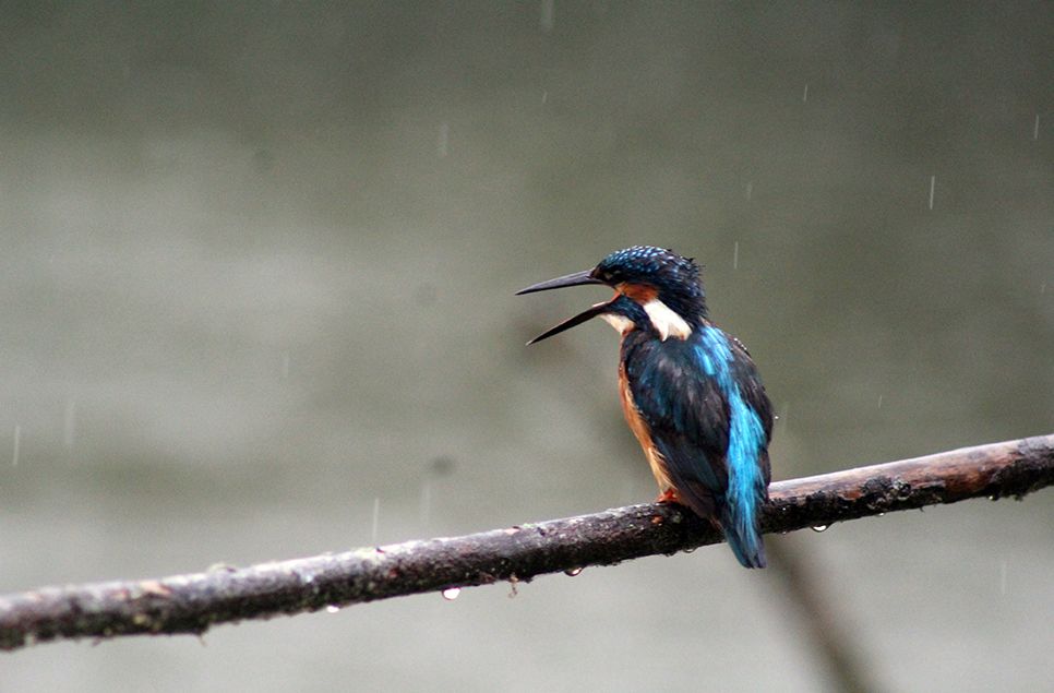 A kingfisher sat on a branch in the summer rain, with an open bill
