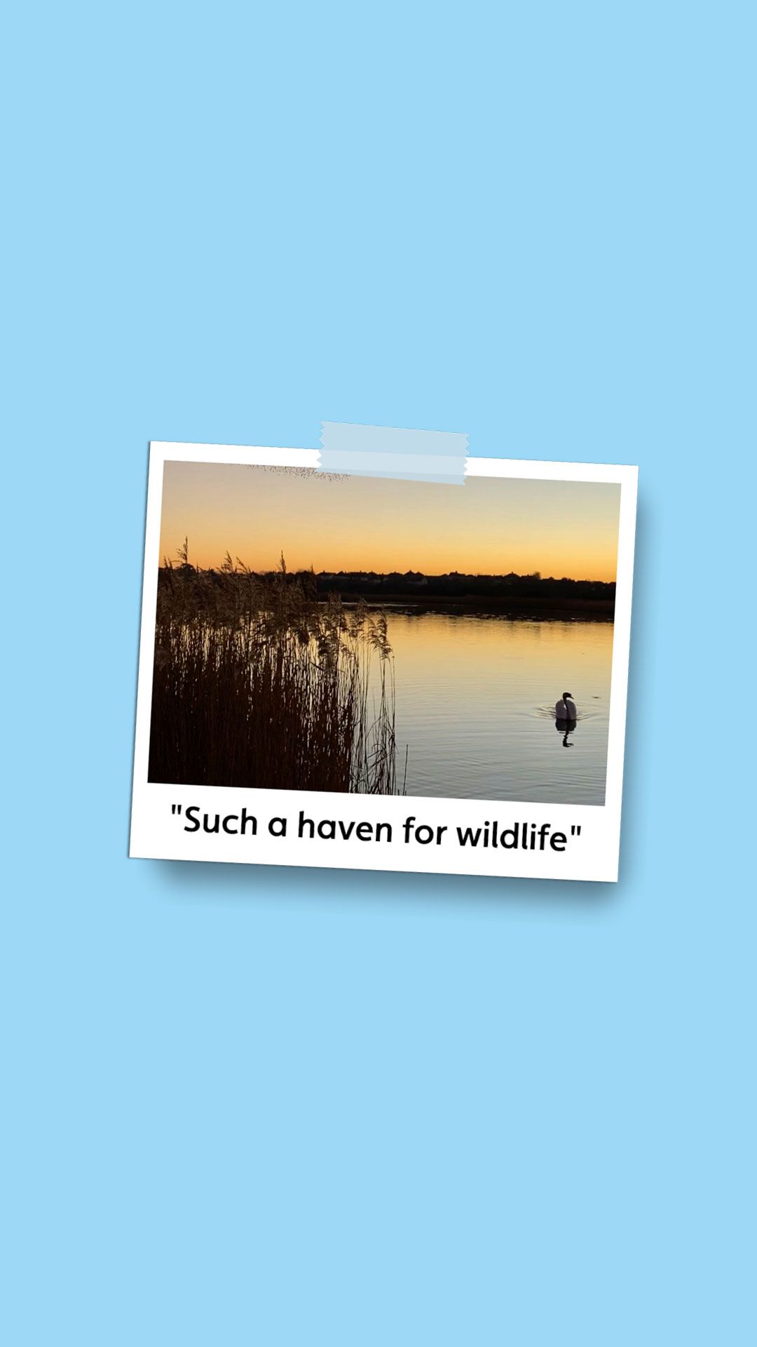 Polaroid picture of a wetland scene with the caption 'Such a haven for wildlife'