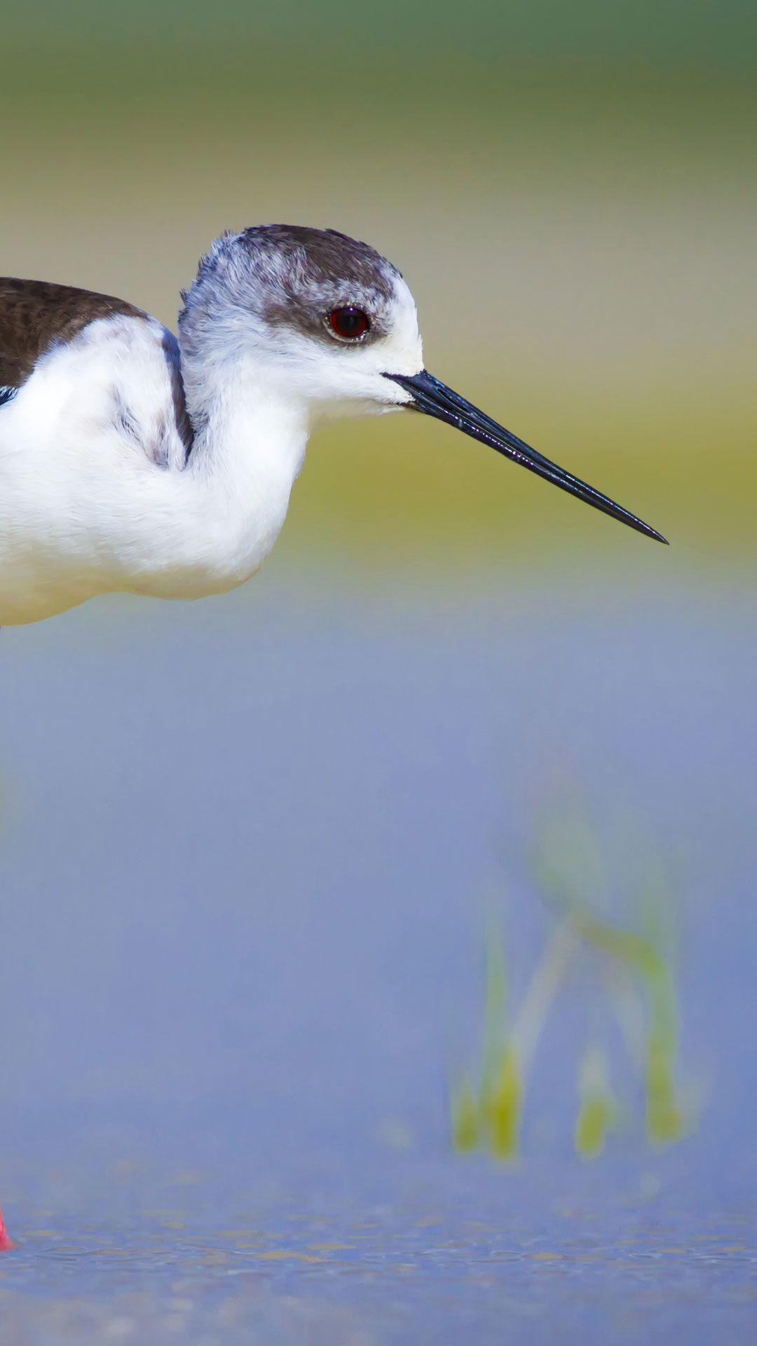Colourful close-up of a black-winged stilt with its long, vibrant red legs