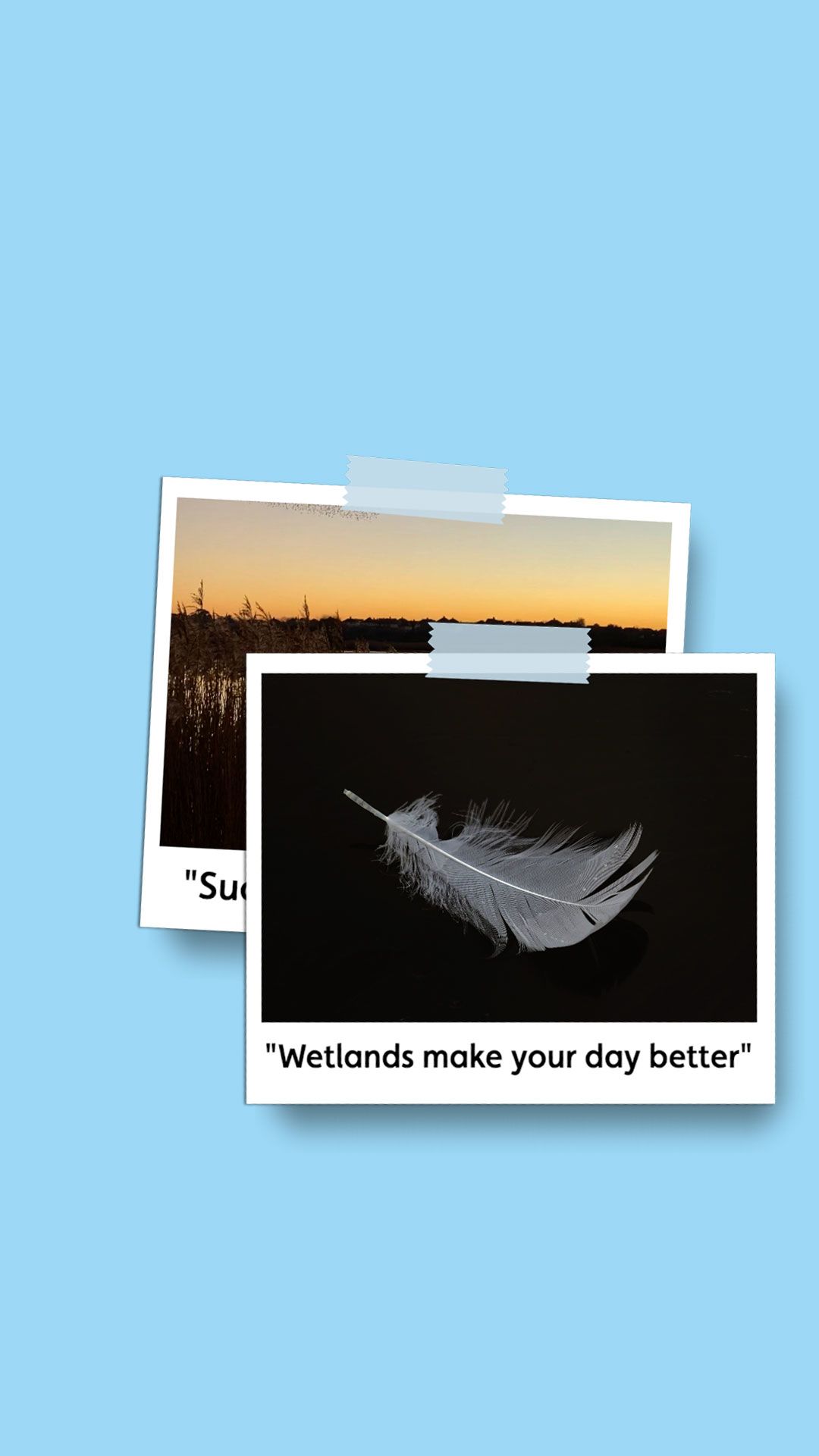 Polaroid picture of a feather falling with the caption 'Wetlands make your day better'