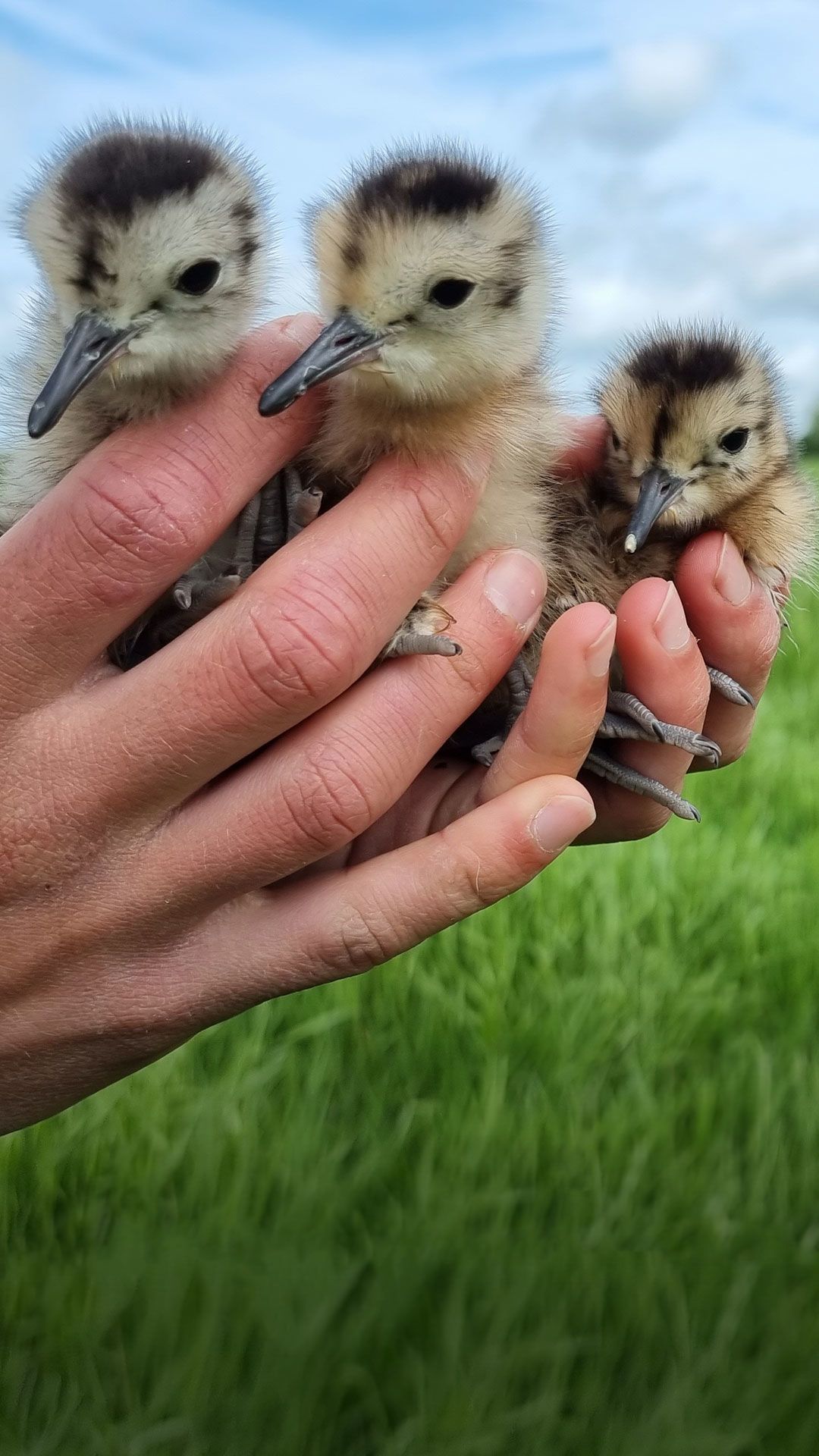 Three curlew chicks being held by WWT staff member
