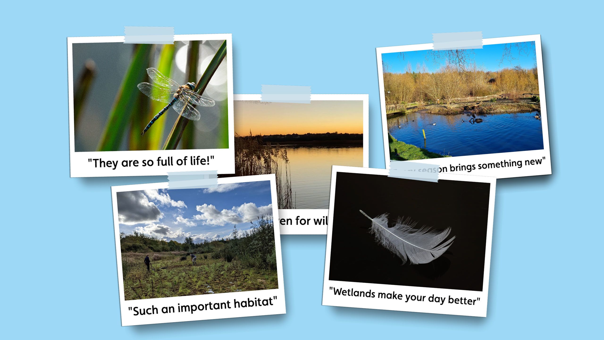 Polaroid picture of a wetland scene with the caption 'Such an important habitat'