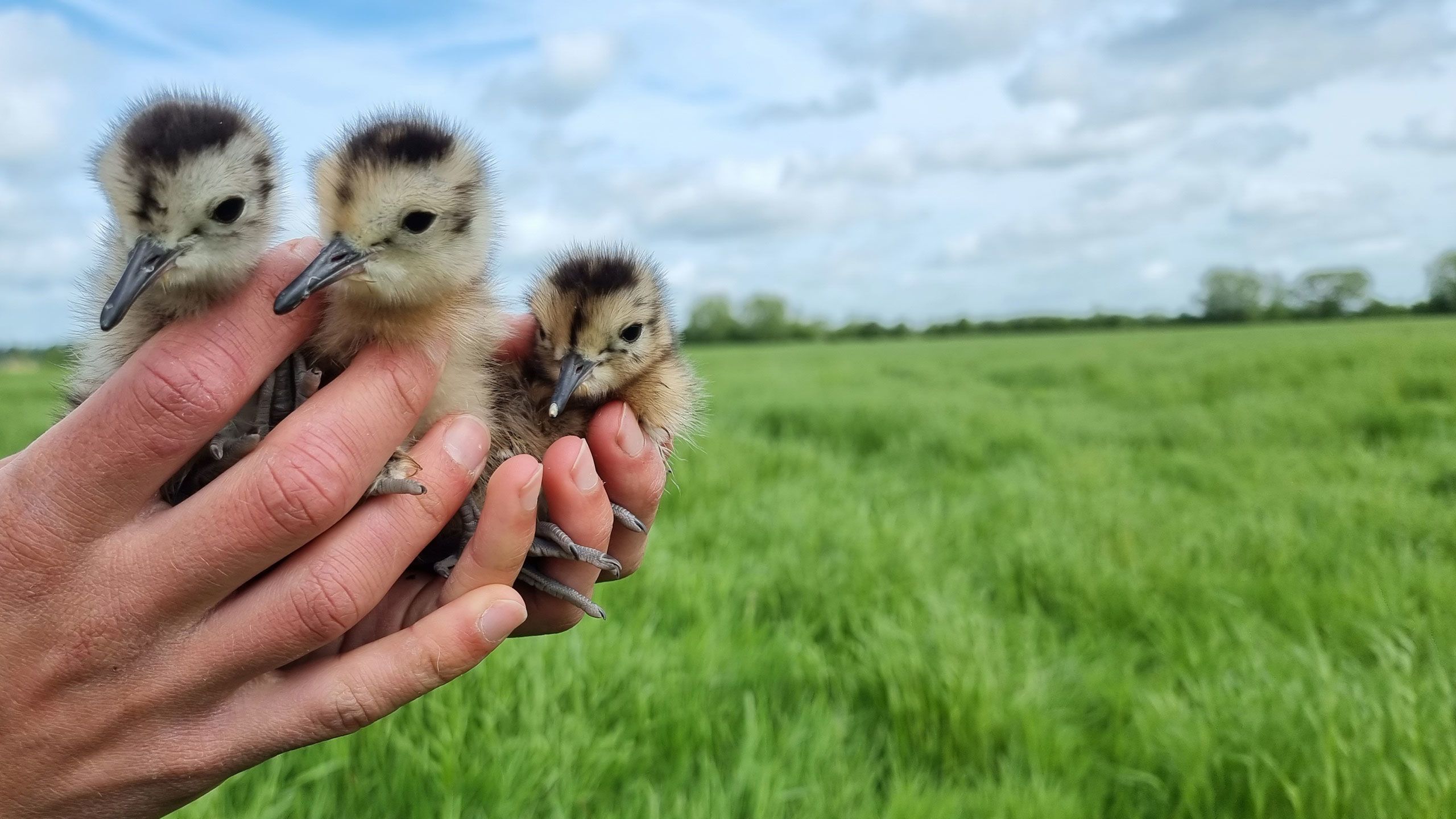 Three curlew chicks being held by WWT staff member