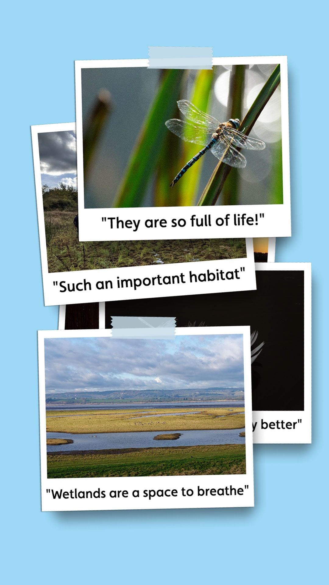 Polaroid picture of a wetland scene with the caption 'Wetlands are a space to breathe'