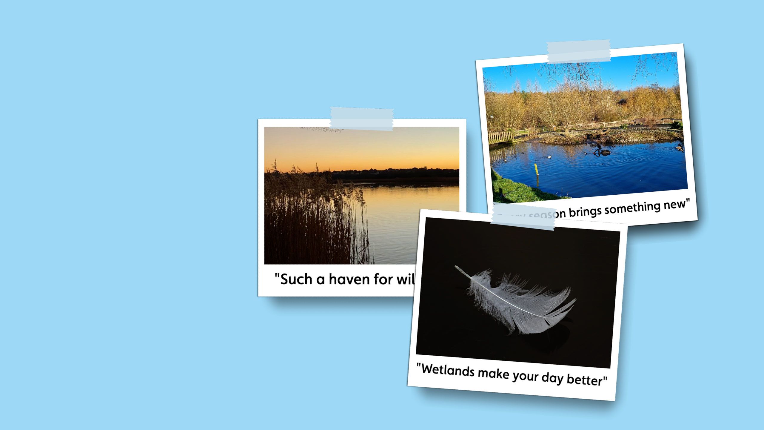 Polaroid picture of a feather falling with the caption 'Wetlands make your day better''