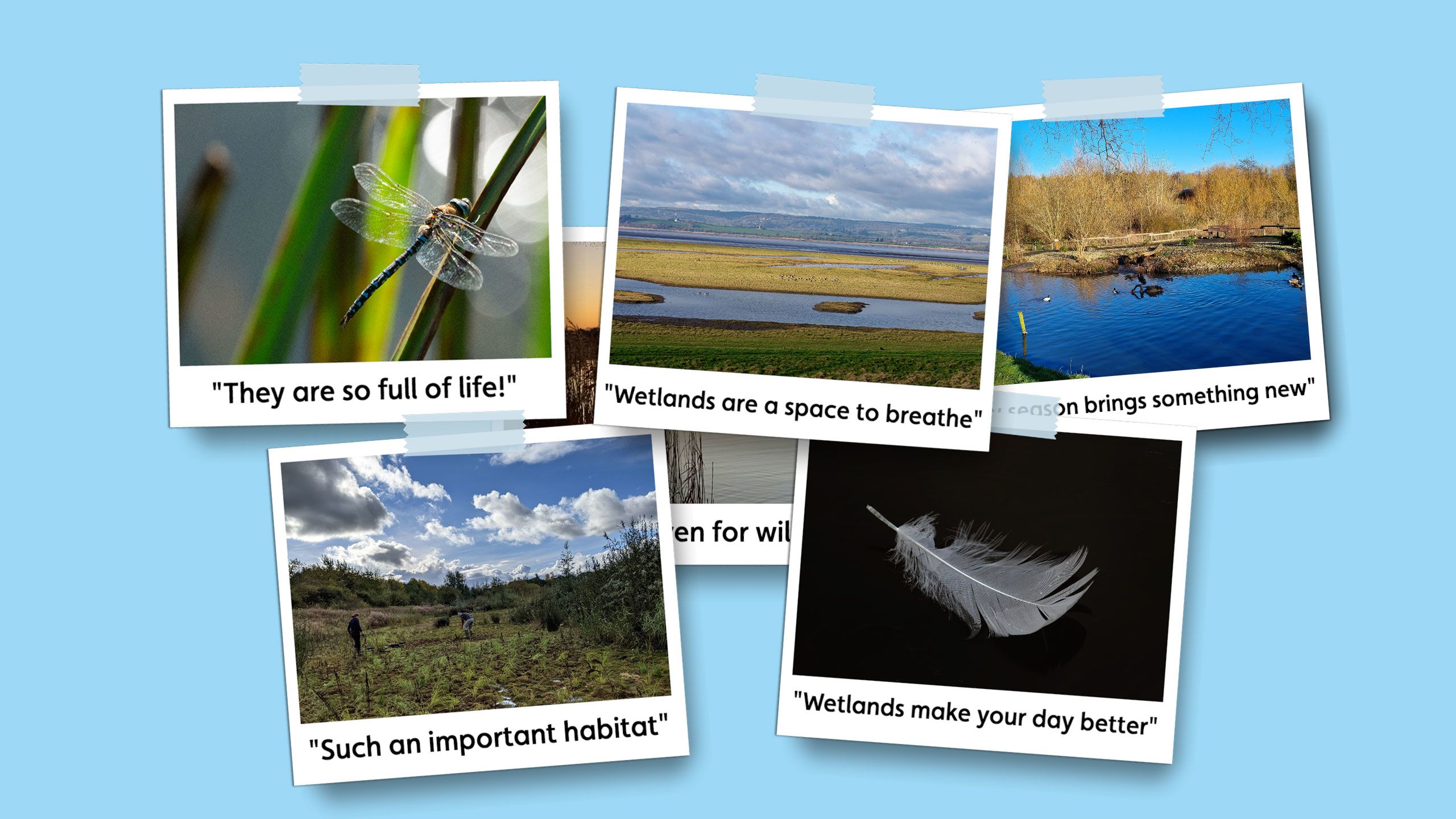 Polaroid picture of a wetland scene with the caption 'Wetlands are a space to breathe'