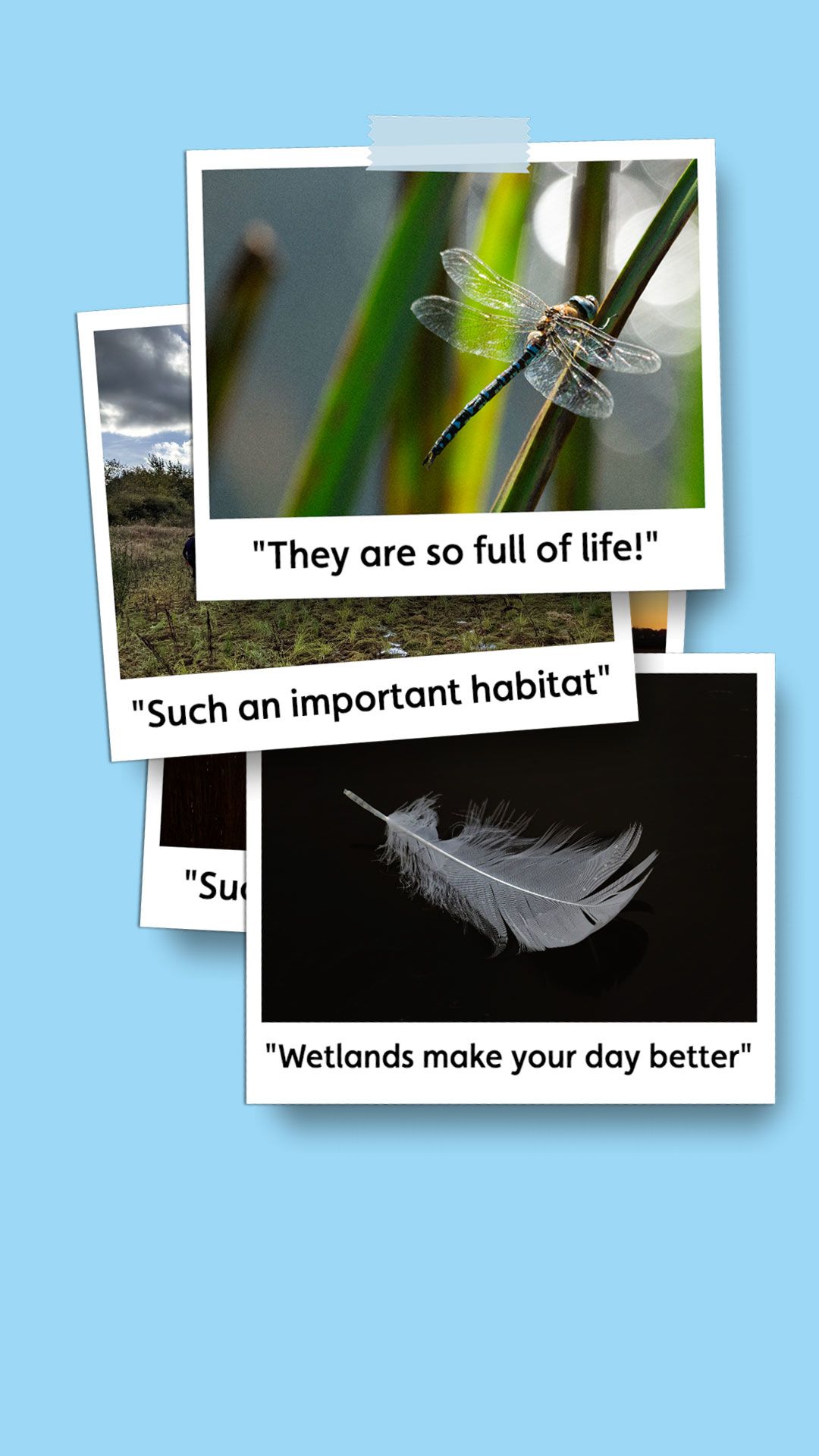 Polaroid picture of a wetland scene with the caption 'Such an important habitat'