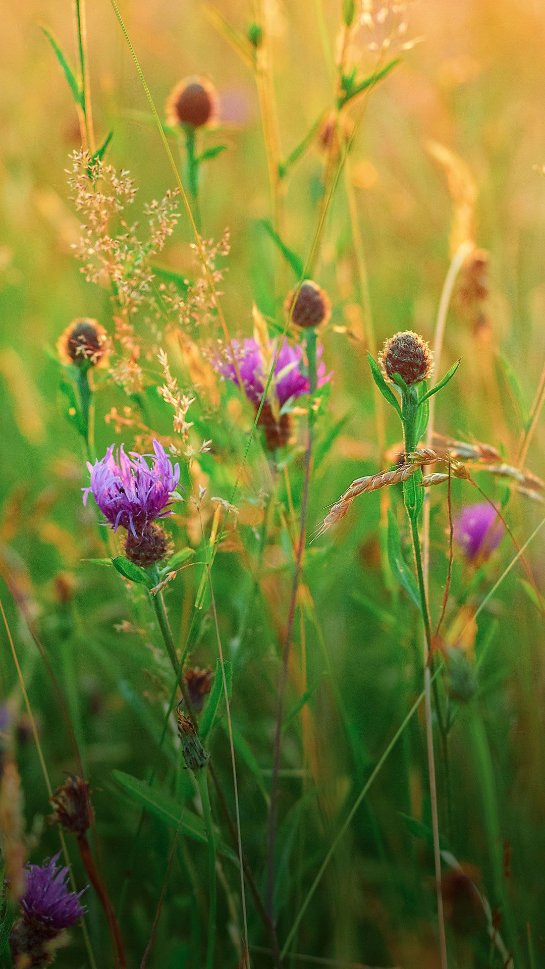 A beautiful wildflower meadow with purple flowers and green grasses bathed in warm sunlight