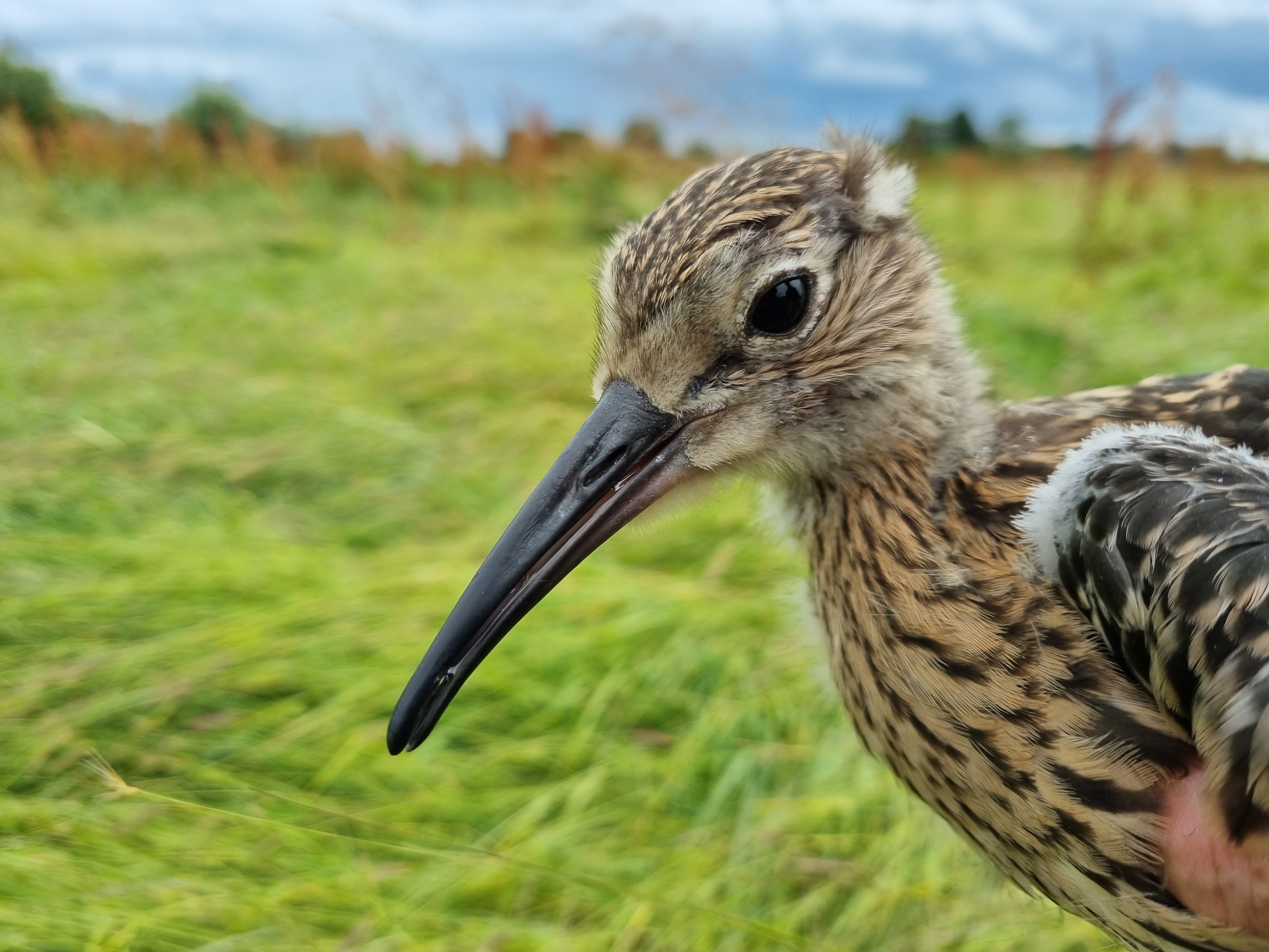 Close up of a juvenile curlew