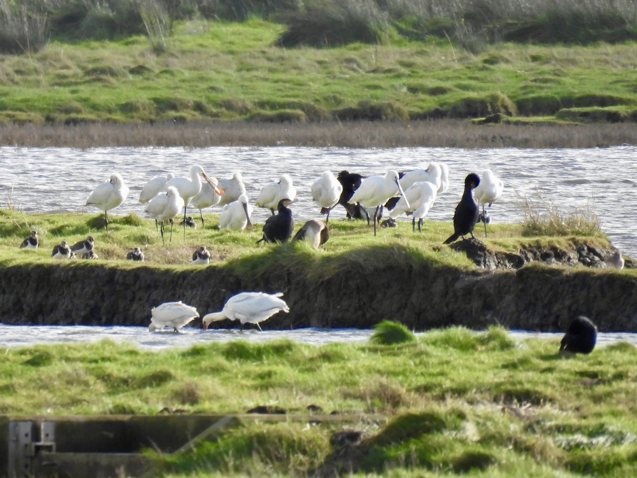 A group of spoonbill on an island in a lake with other birds around them such as cormorant and lapwing.