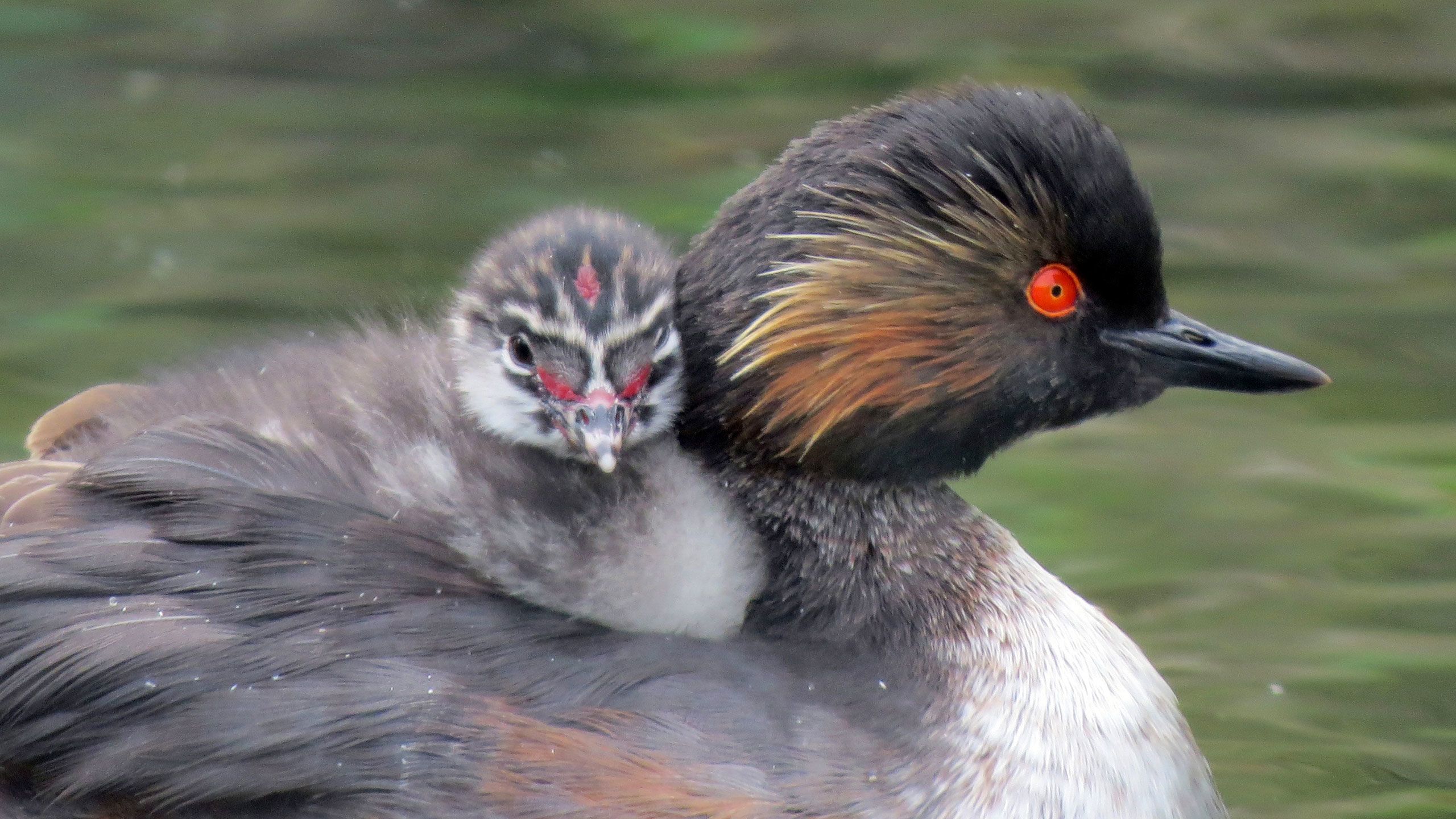 Close up of a black-necked grebe chick riding on its parent's back. The parent has bright red eyes.