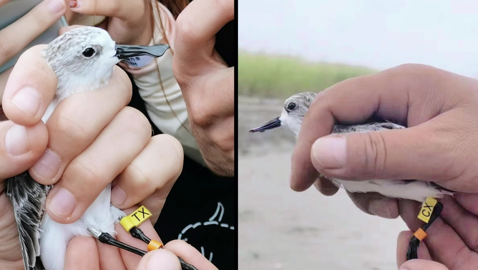 Spoon-billed sandpipers being held for ringing.