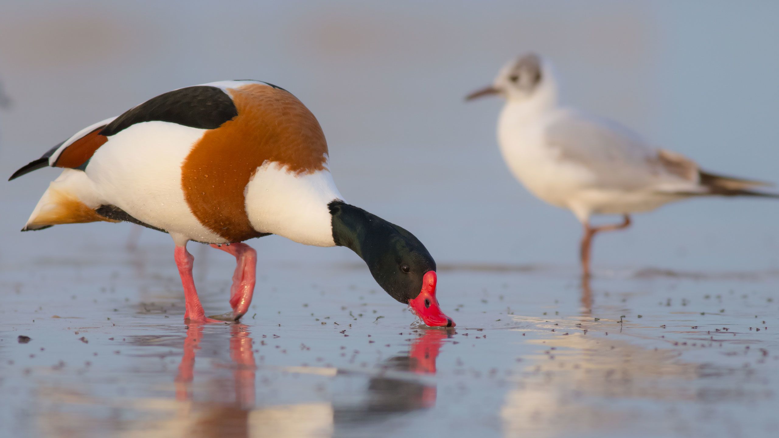 Close up of a shelduck feeding on a mudflat with a gull in the background. The beautiful light makes the different coloured feathers and bill look really vibrant.