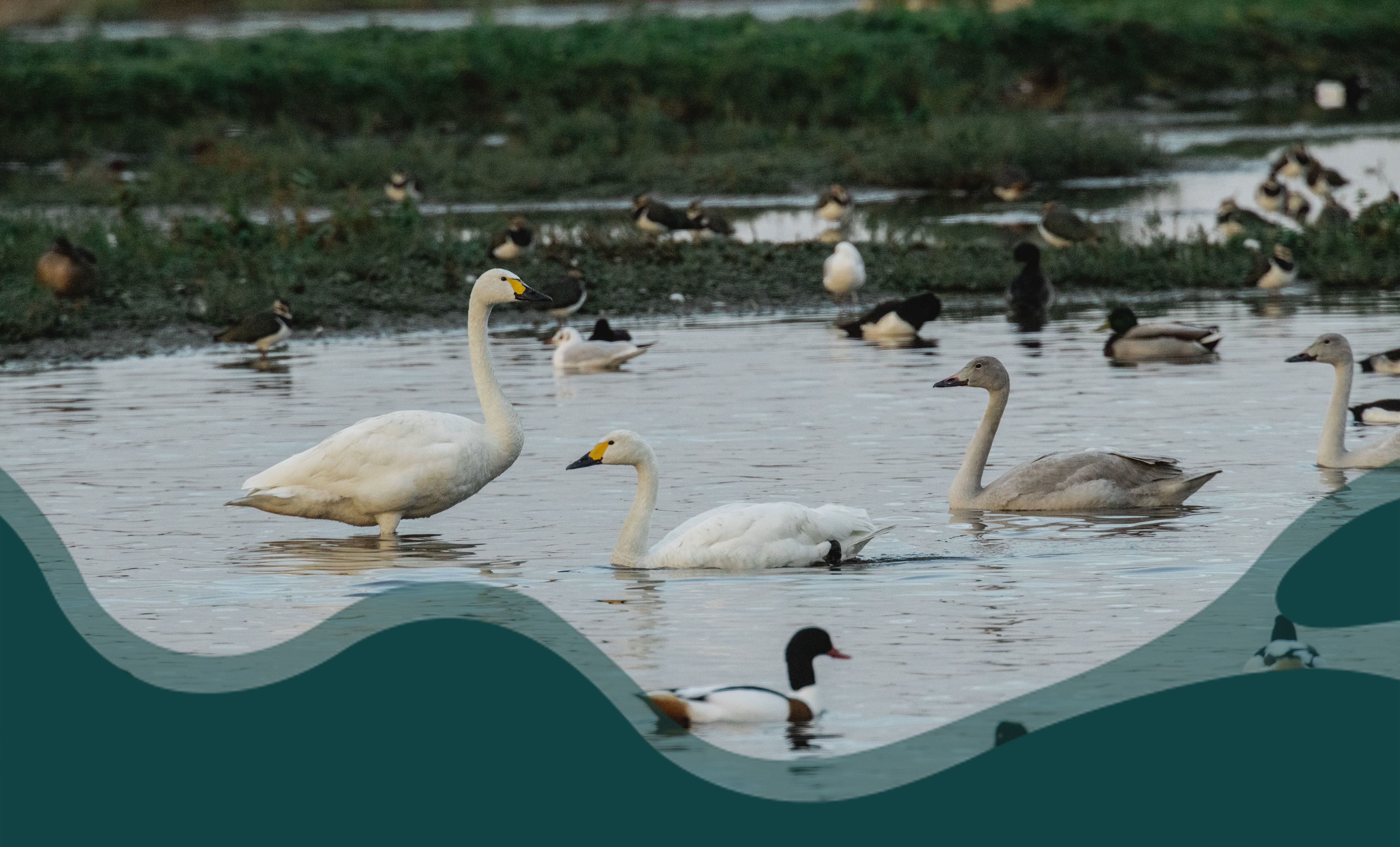 A family of Bewick's swans (Maisy and Maifield) at WWT Slimbridge with other birds in the  background.