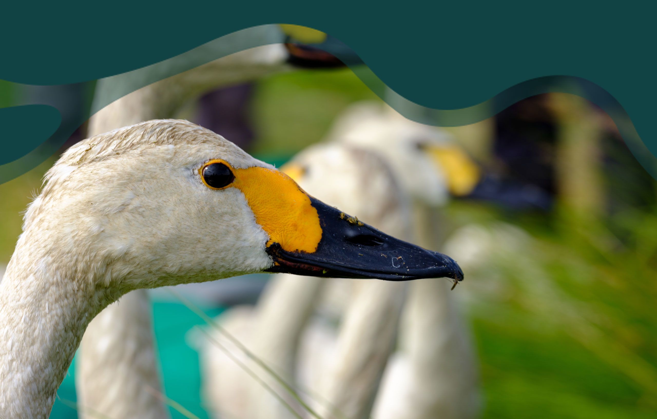 Close up of a Bewick's swan's head and bill. 