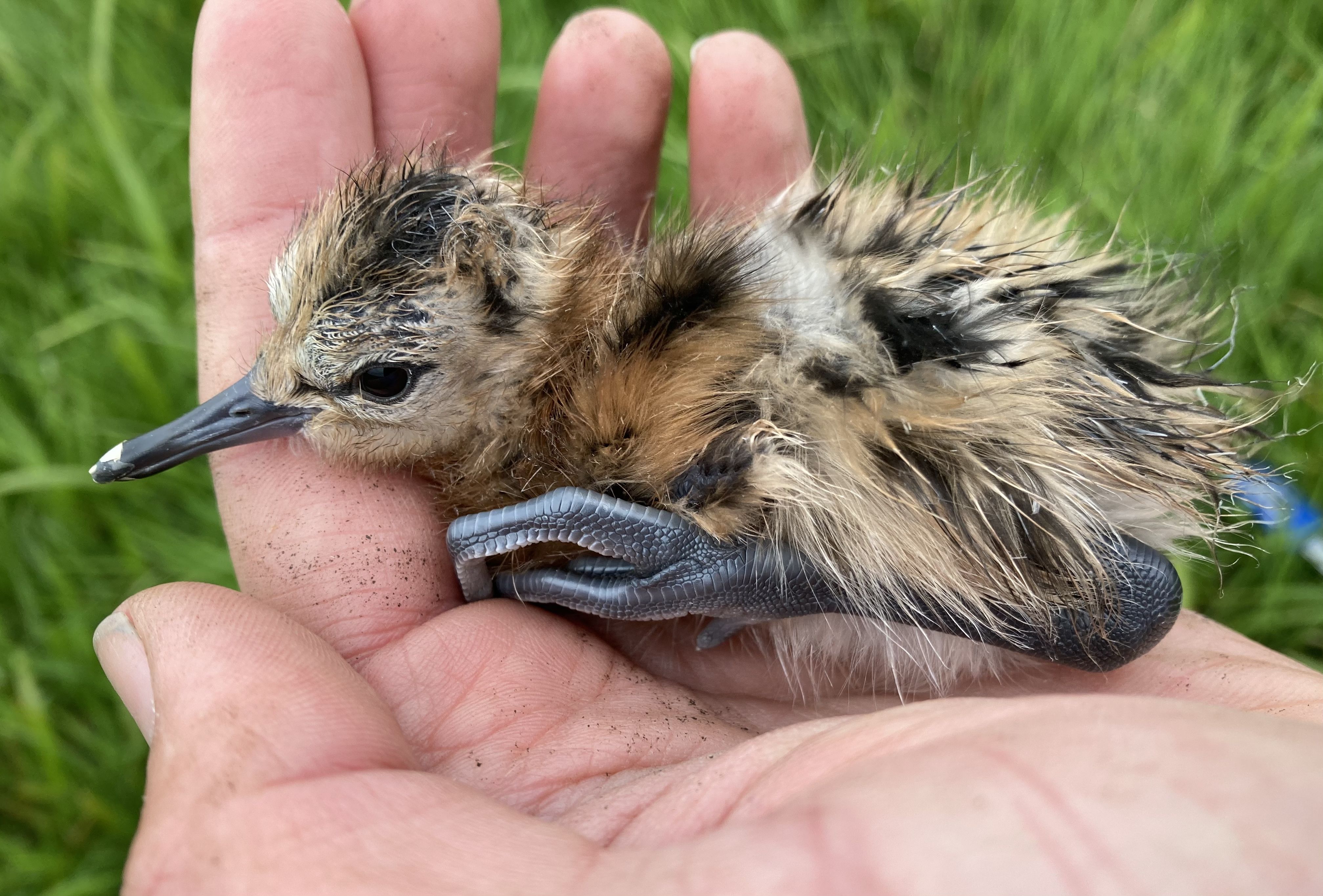A black-tailed godwit chick being held in a hand.
