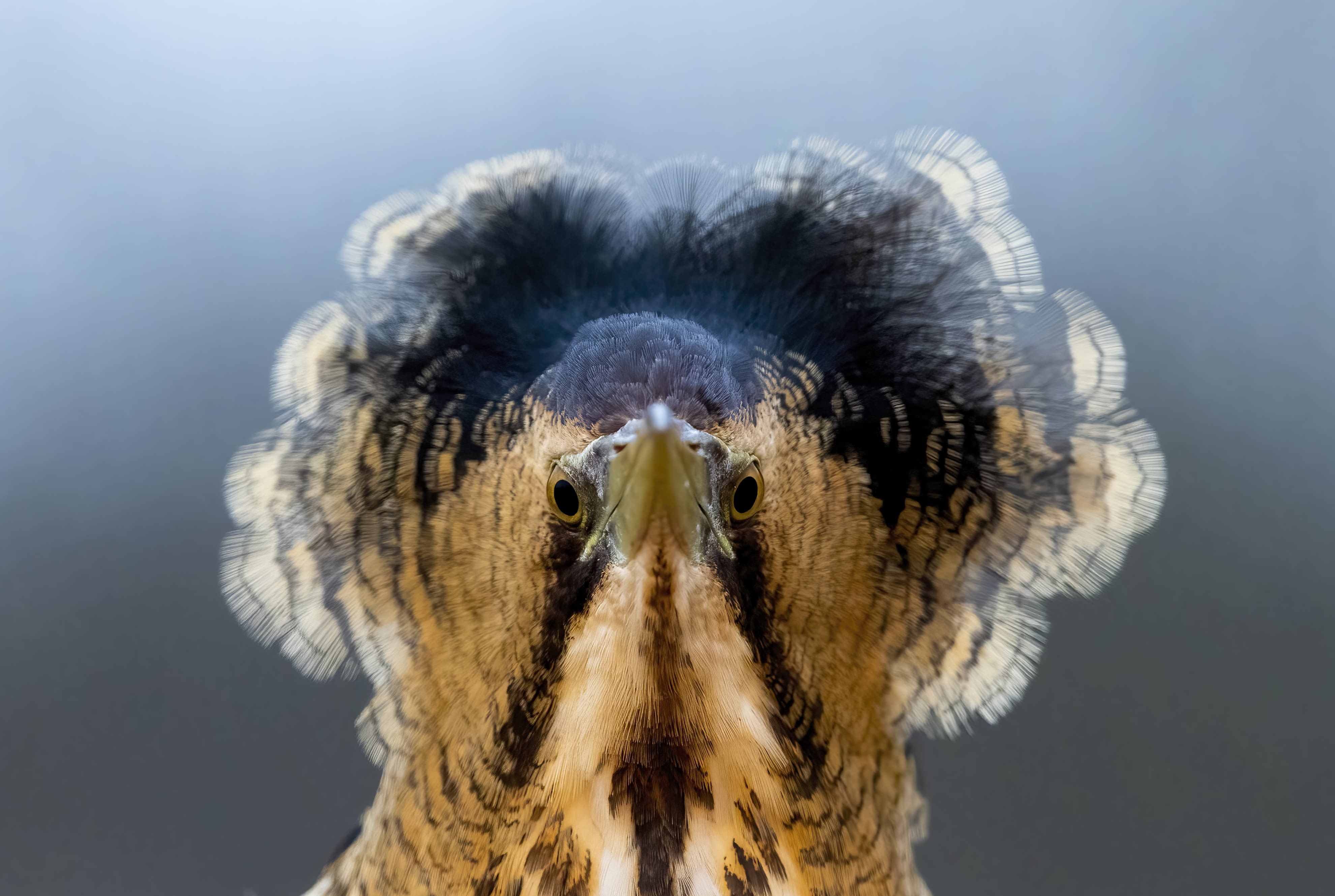 Striking image of a bitter staring straight down the camera lens, with puffed out feathers circling its head dramatically.