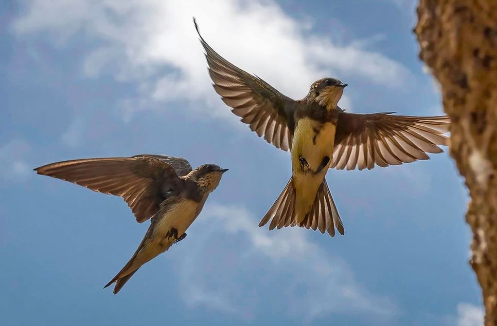 A pair of sand martins flying close to a nesting bank