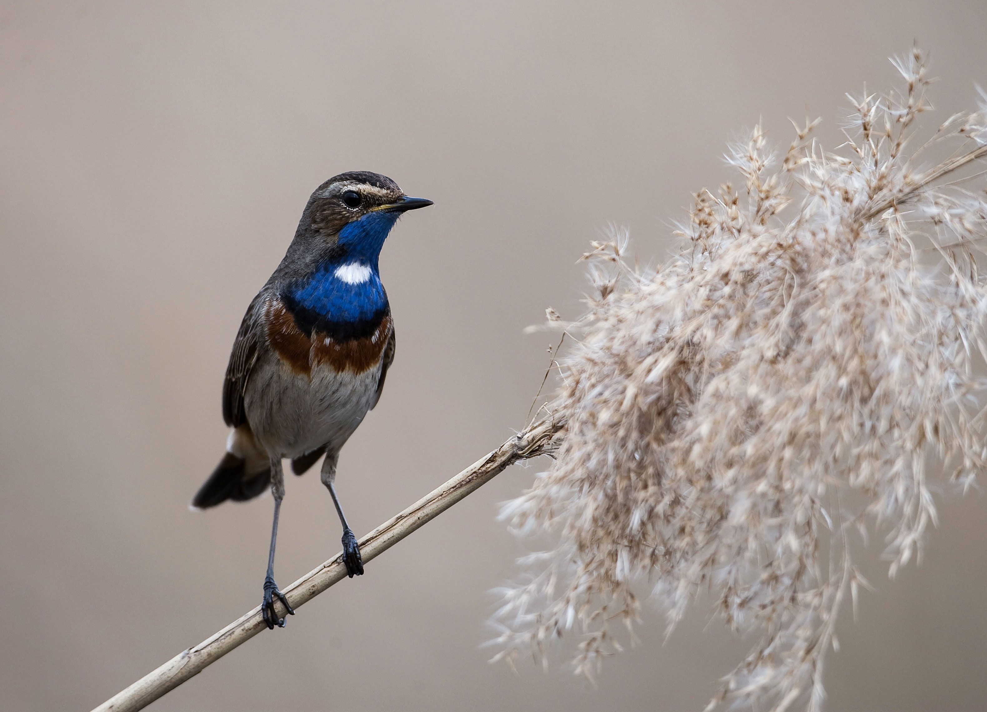 A white-spotted bluethroat perched on a reed