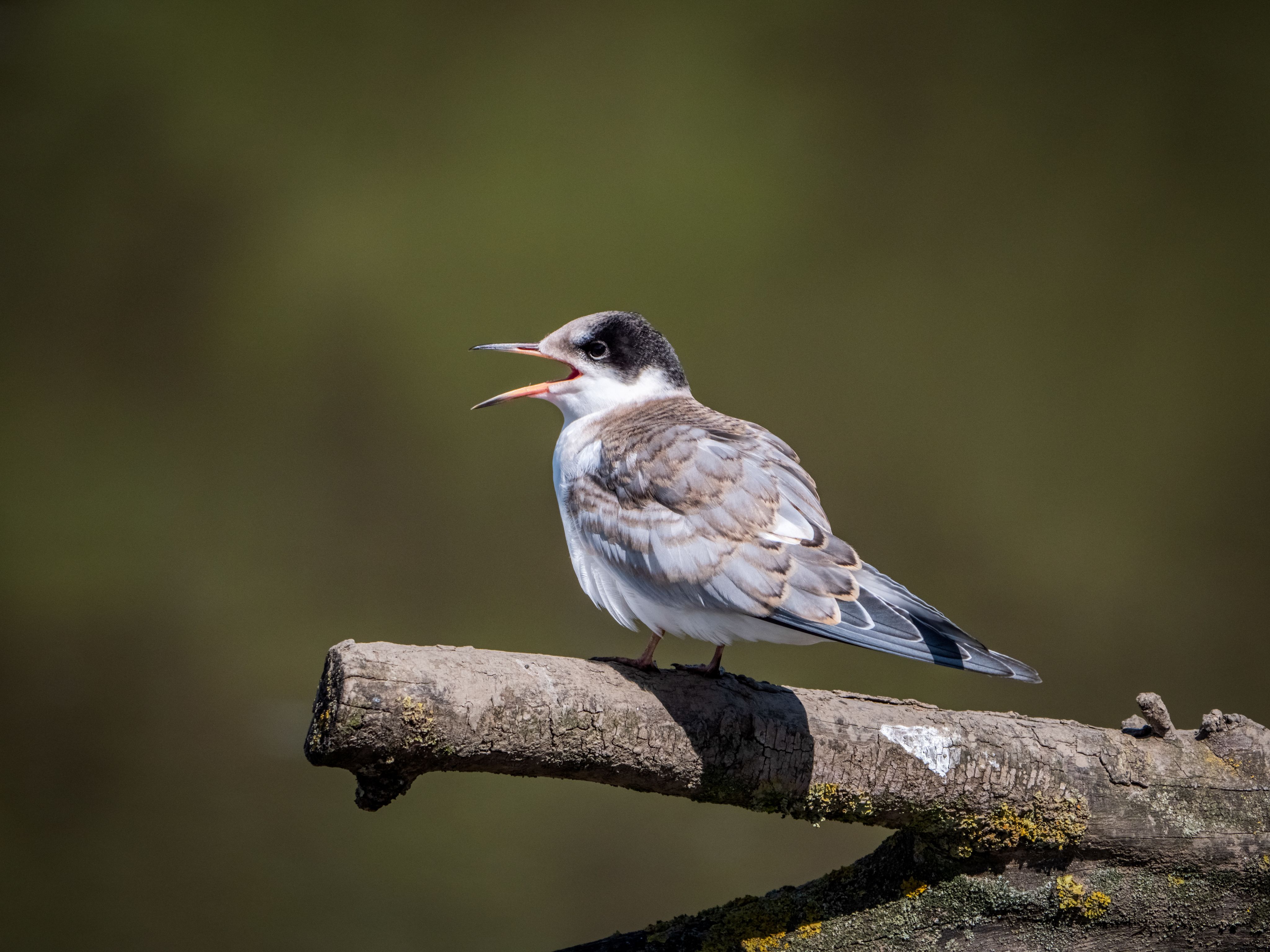 A common tern calling from a branch