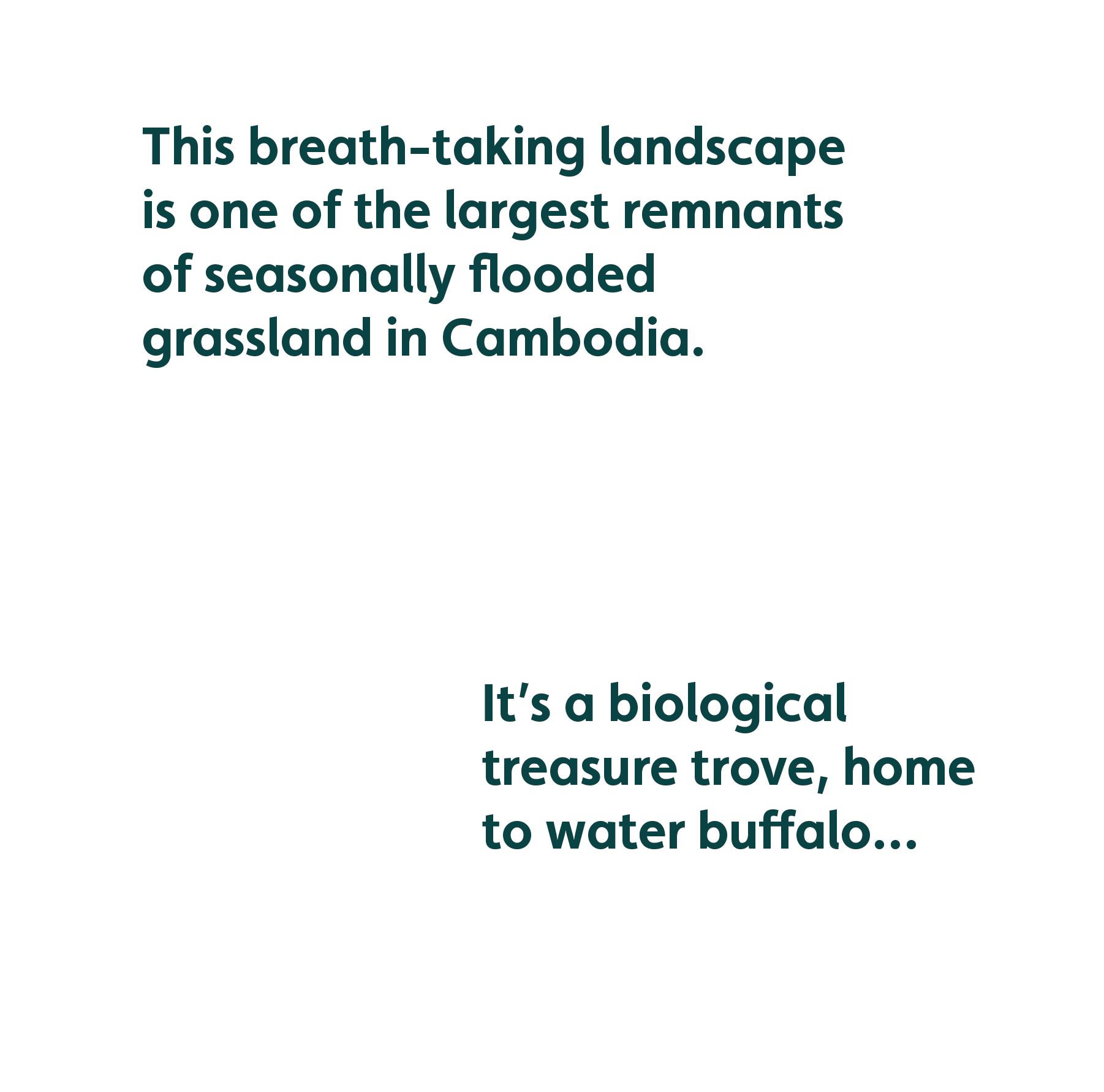 This breath-taking landscape is one of the largest remnants of seasonally flooded grassland in Cambodia. It’s a biological treasure trove, home to water buffalo