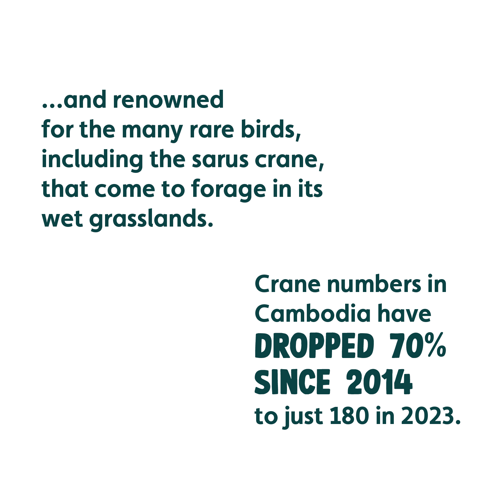 and renowned for the many rare birds, including the sarus crane, that come to forage in its wet grasslands. Crane numbers have dropped 70% since 2014 to just 180 in 2023.