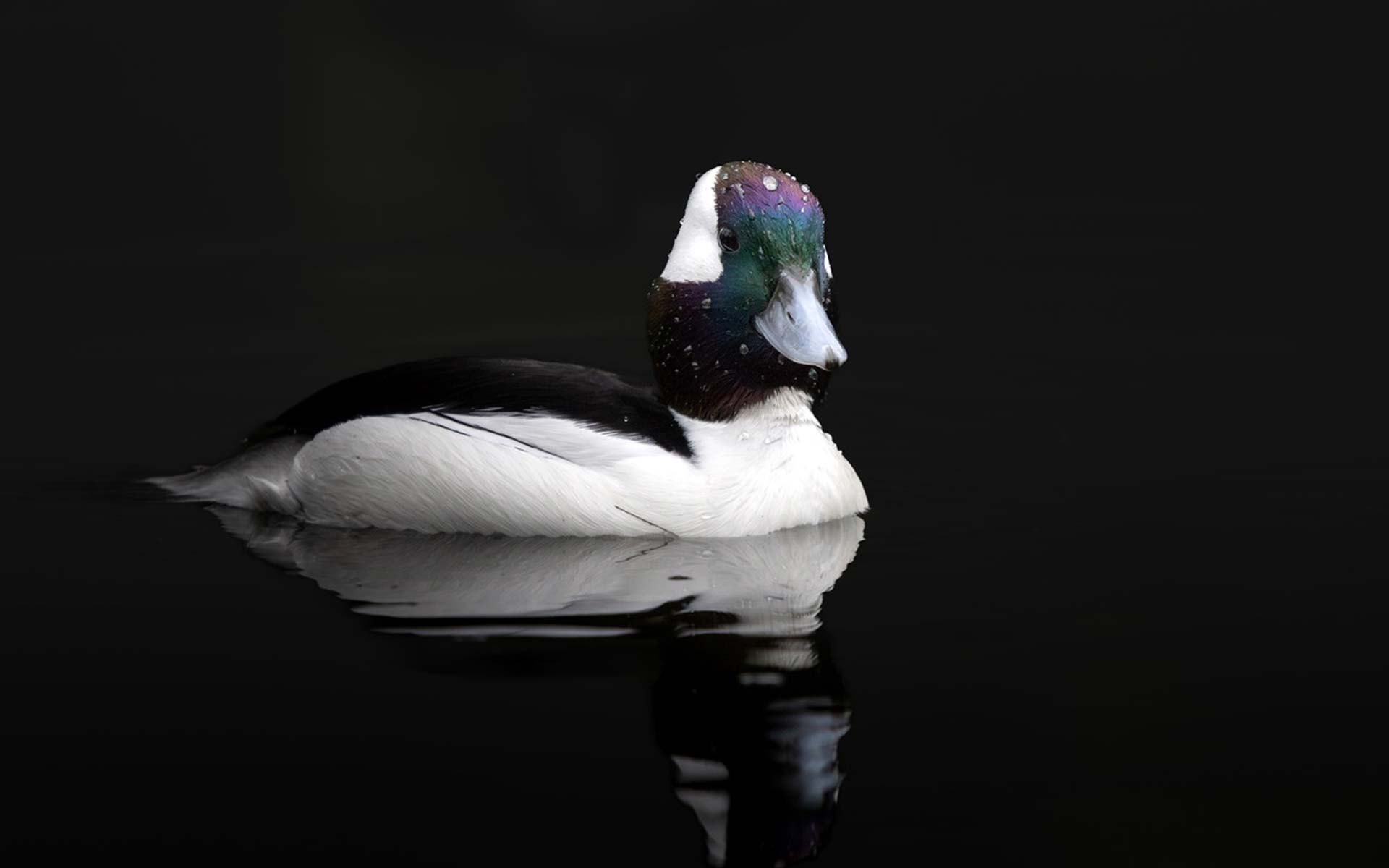 Detailed close up of a southern hawker dragonfly in flight