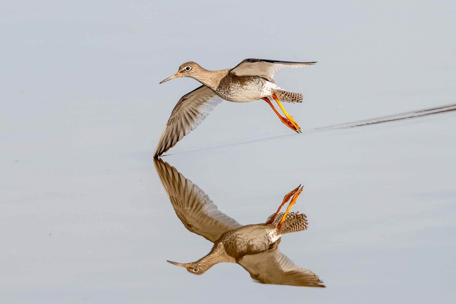 Detailed close up of a Norfolk hawker dragonfly in flight, with distinctive blurry wings