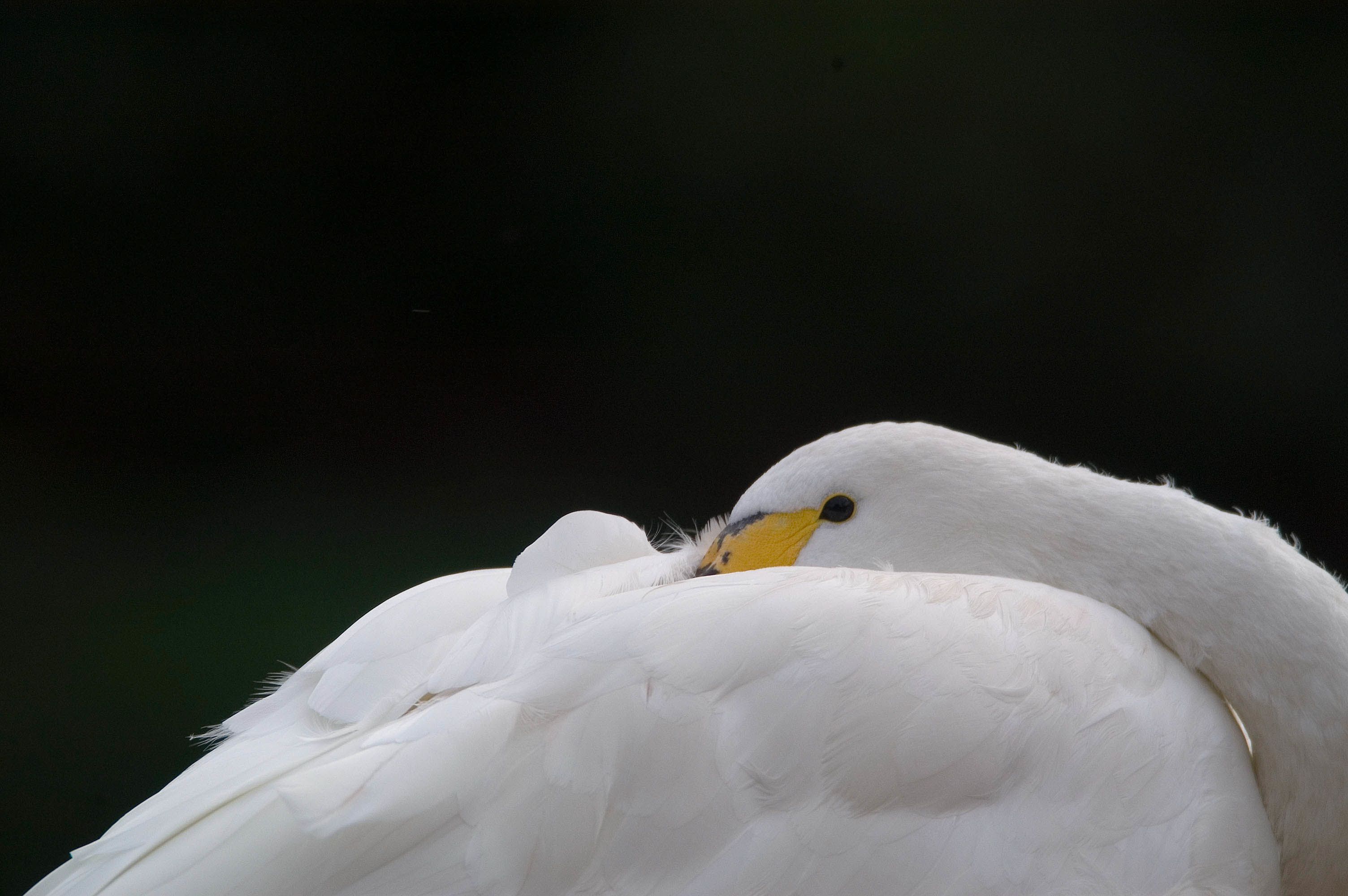 A swan nestles its head in its wings