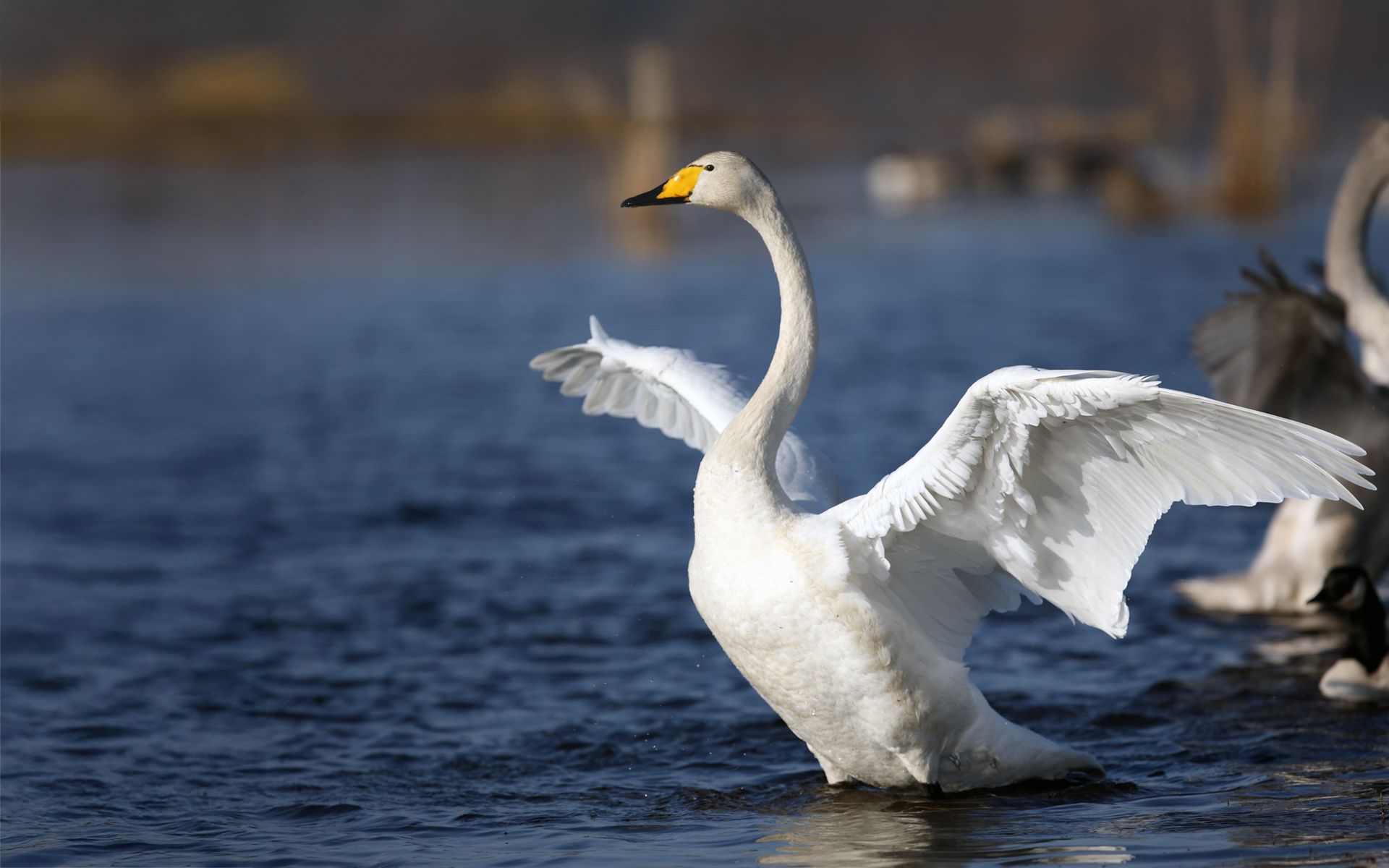 a close up head shot of a swan as it stares directly into the camera with the following text overlaid: Enough said #Banlead