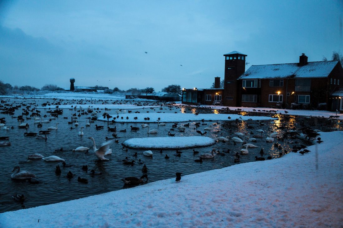 Swans at night on the Rushy at WWT Slimbridge.