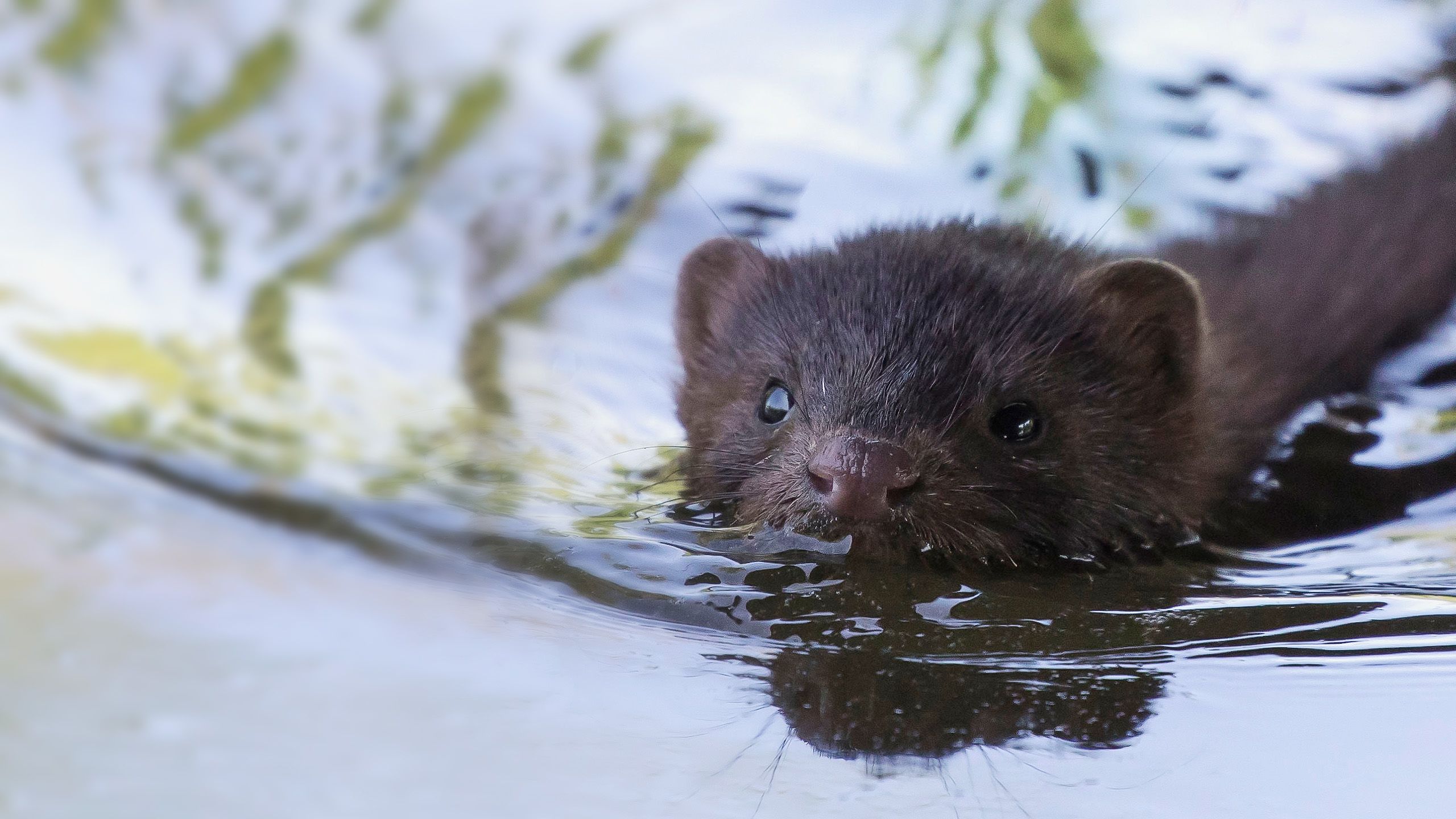 Mink