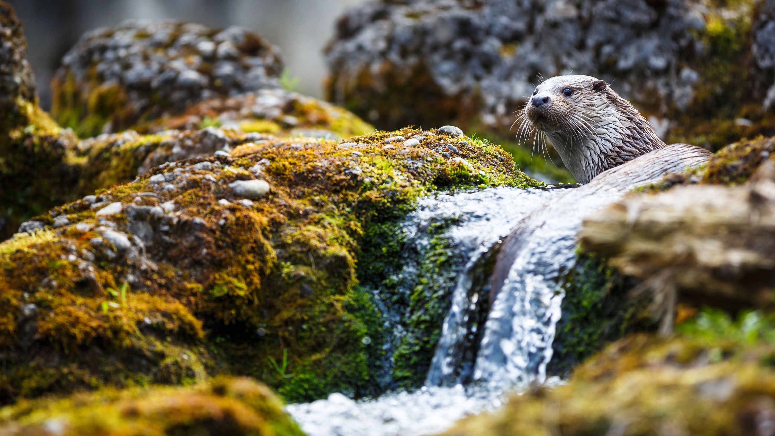 Otter